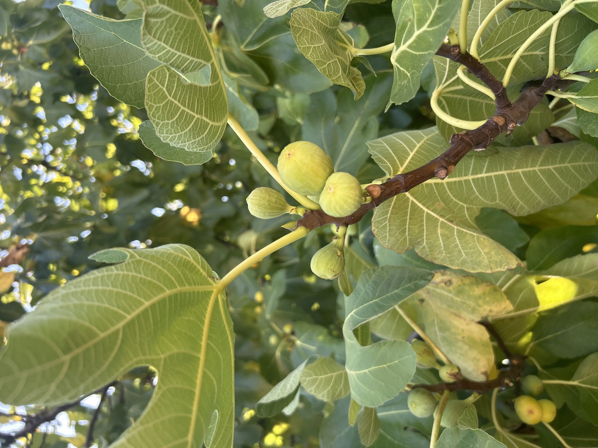 A close-up, eye-level, vertical shot captures an unripe fig tree branch with several small green figs and large, lobed green leaves. The figs are clustered and appear to be in various stages of development, with some being rounder and others more elongated. The leaves are a vibrant green, with prominent, lighter-colored veins. The background is softly blurred, showing more green foliage and dappled sunlight. The image was taken outdoors, likely in a garden or natural setting. The location is Katoro, Croatia, which is a coastal resort town in Istria known for its Mediterranean climate, suitable for fig cultivation.