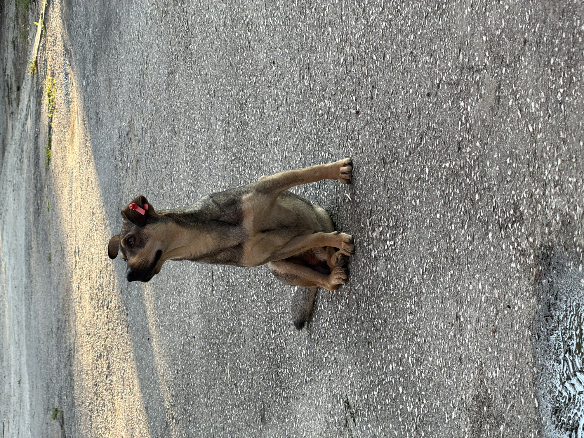 A medium-sized dog with tan and gray fur is sitting on asphalt. The dog is looking upwards and to its left. A small, pink tag is attached to its left ear. The asphalt surface is textured with small white and dark gray stones and shows some signs of wear. Sunlight casts shadows across the ground, indicating it may be morning or late afternoon. In the lower left corner, a wet patch of asphalt or a puddle is visible. The background is an out-of-focus expanse of similar asphalt, with some sparse green vegetation visible in the upper right. The scene appears to be outdoors, possibly a street or a parking lot, within the city of Pazardzhik, Bulgaria.