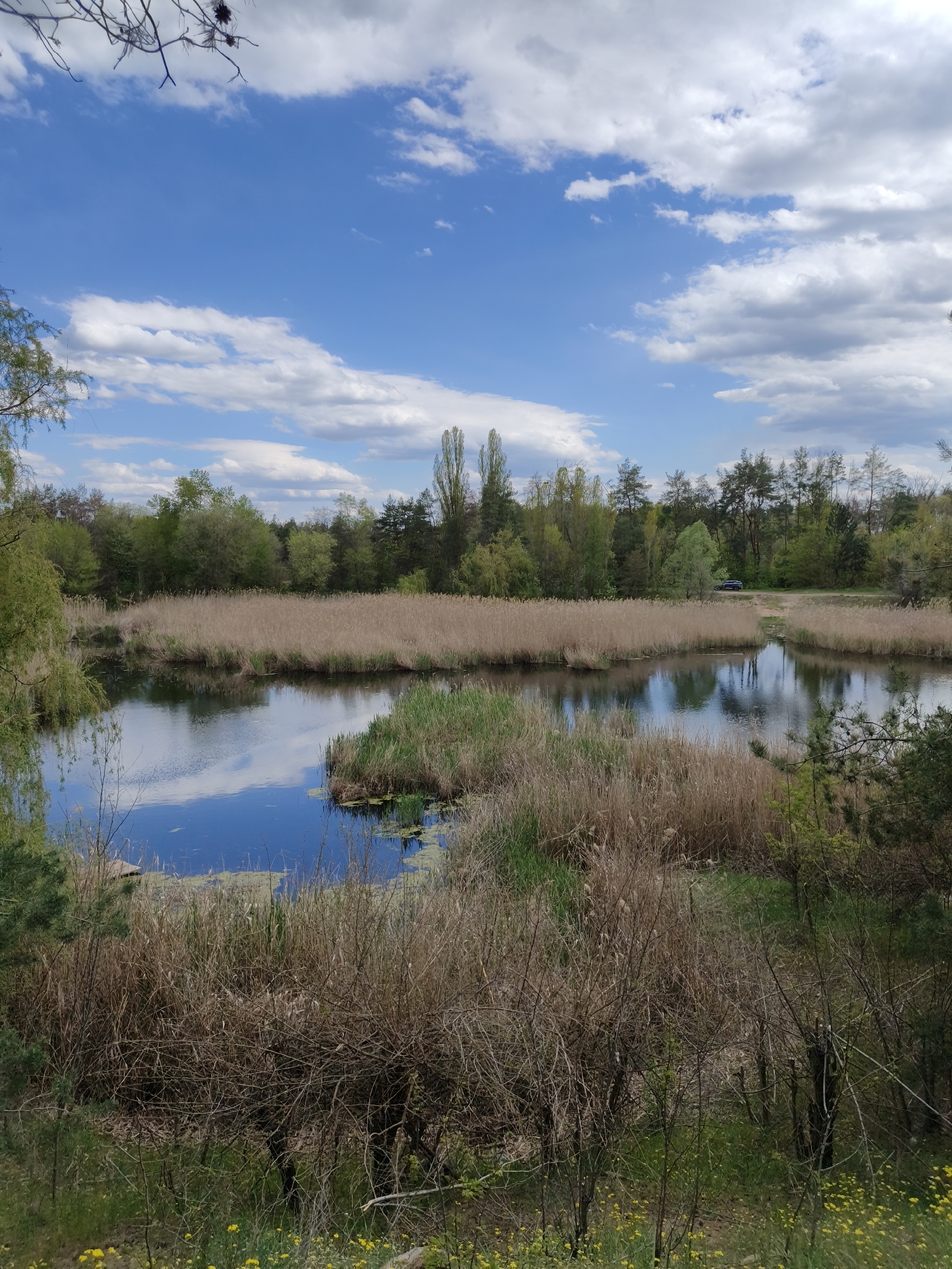 The image captures a serene natural landscape in Shyroke, Ukraine, featuring a calm body of water, likely a pond or lake, under a bright blue sky dotted with fluffy white clouds.
In the foreground, an array of dry, tangled bushes and bare branches dominates the lower right, with a scattering of yellow wildflowers, possibly dandelions, blooming on the ground. Towards the left, lush green foliage from a tree hangs down into the frame.
The middle ground is defined by the placid water, which mirrors the blue sky and white clouds above with remarkable clarity. The water's edges are densely lined with tall, dry, straw-colored reeds or grasses, creating a natural barrier. A small, green island of vegetation is visible within the water towards the right. On the far left bank, some green trees and hints of a small, flat wooden structure or platform can be seen near the water's edge.
The background showcases a dense forest line, composed of various trees, including tall, slender poplars and a mix of deciduous and coniferous species, some with vibrant green spring foliage. A dark-colored SUV or similar vehicle is parked on a dirt path or clearing on the far bank, partially hidden by the trees, suggesting human presence in the area.
The time of day is clearly daytime, with bright sunlight illuminating the scene. The weather appears fair and pleasant, characterized by the clear blue sky and scattered clouds. No specific human activity is actively depicted, but the parked car implies recent or imminent human presence. There is no visible text in the image. The overall mood is tranquil and reflective of a peaceful natural setting.
