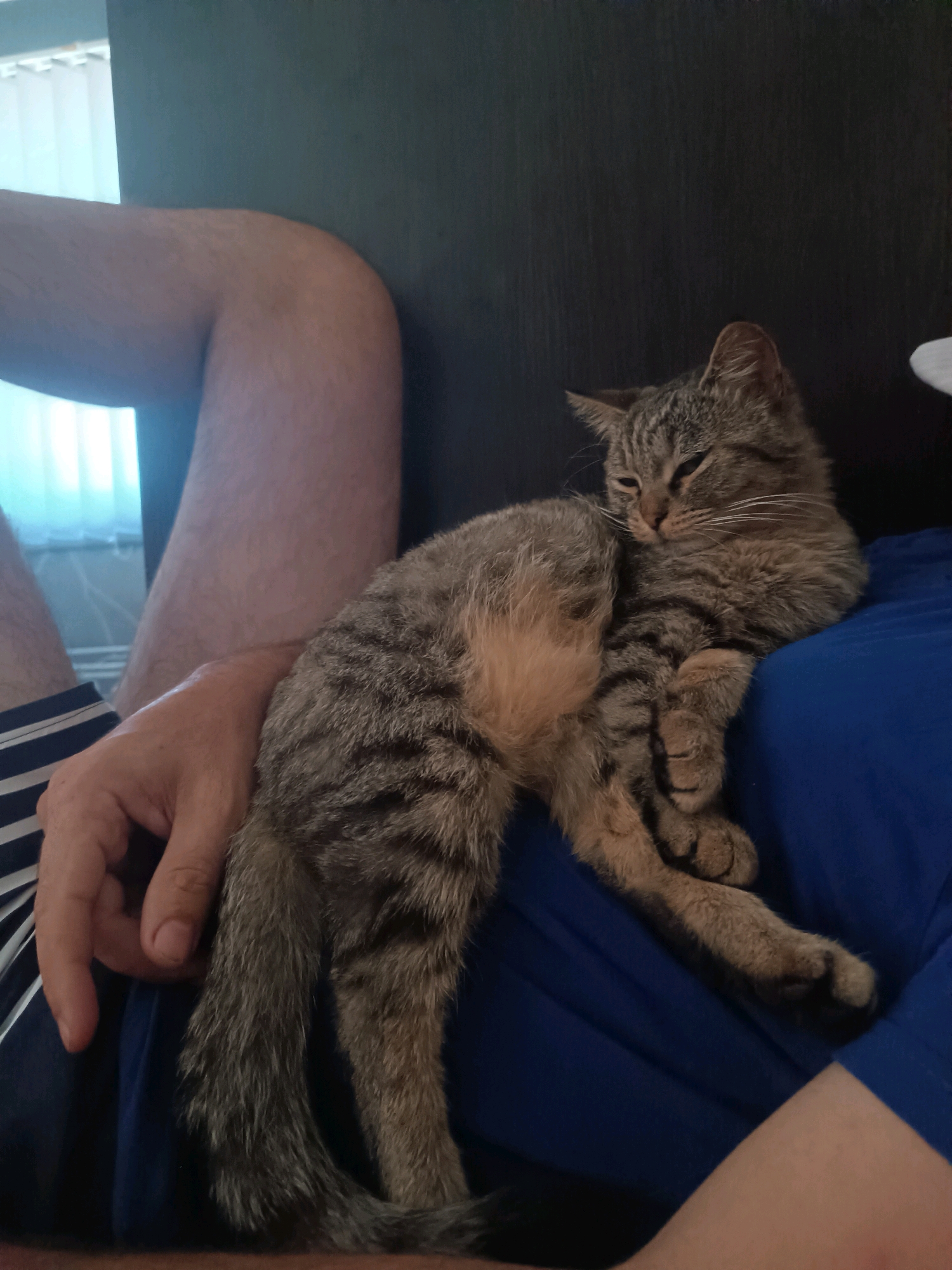 A tabby cat with grey and brown stripes is comfortably resting on the lap of a person wearing a blue shirt and striped shorts. The person's arm is visible, resting on the cat's body. The background shows a dark surface, possibly furniture, and a window with blinds. The scene appears to be indoors. The image was taken in Vypasne, Ukraine.