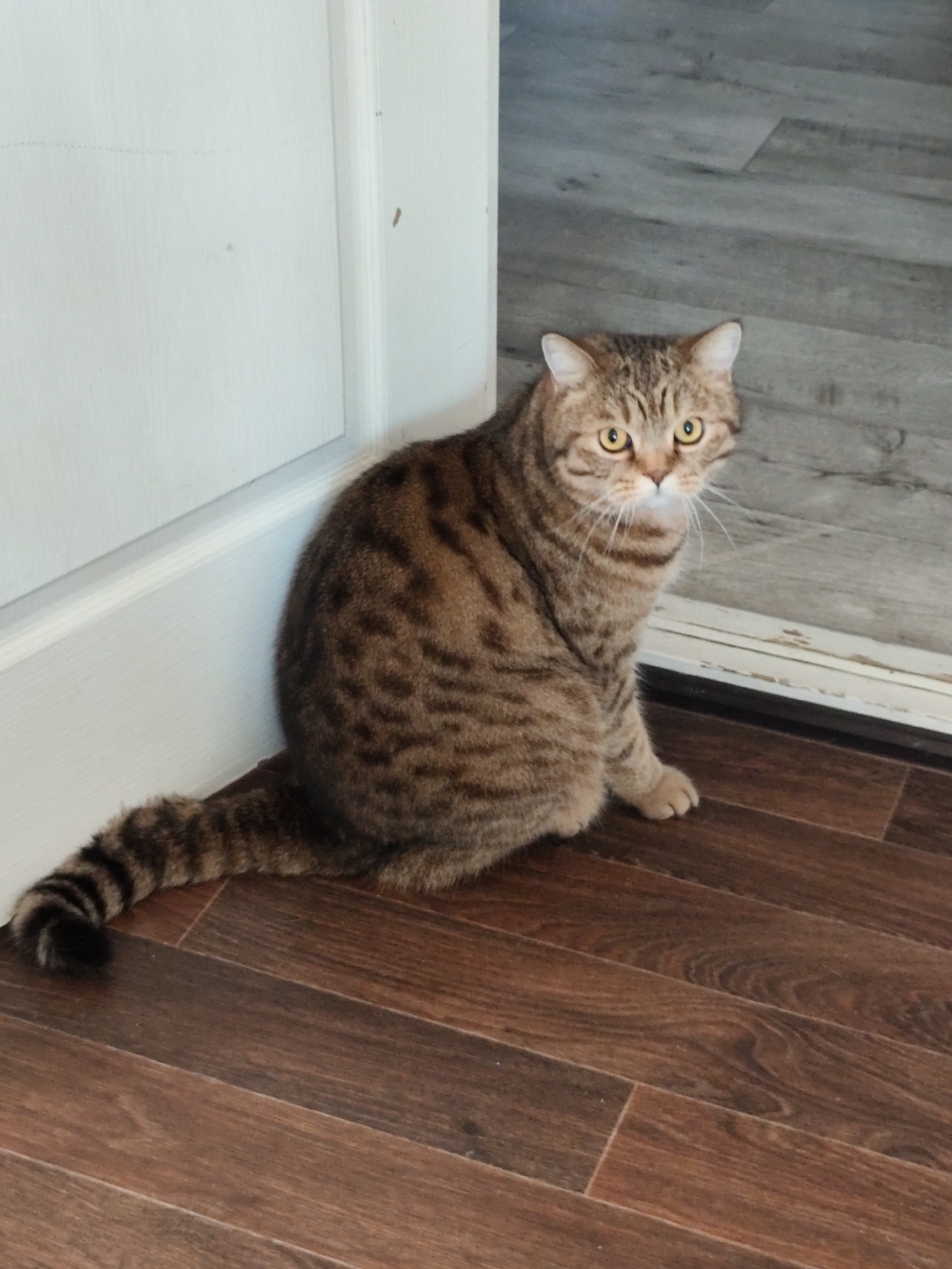 A tabby cat with yellow eyes sits on a dark wood floor next to a white door. The cat is facing right and looking directly at the camera. The floorboards are laid horizontally. The white door is slightly ajar, revealing a gray floor in the background. The scene appears to be an indoor setting, possibly a home, in Komsomolsk-on-Amur, Russia.