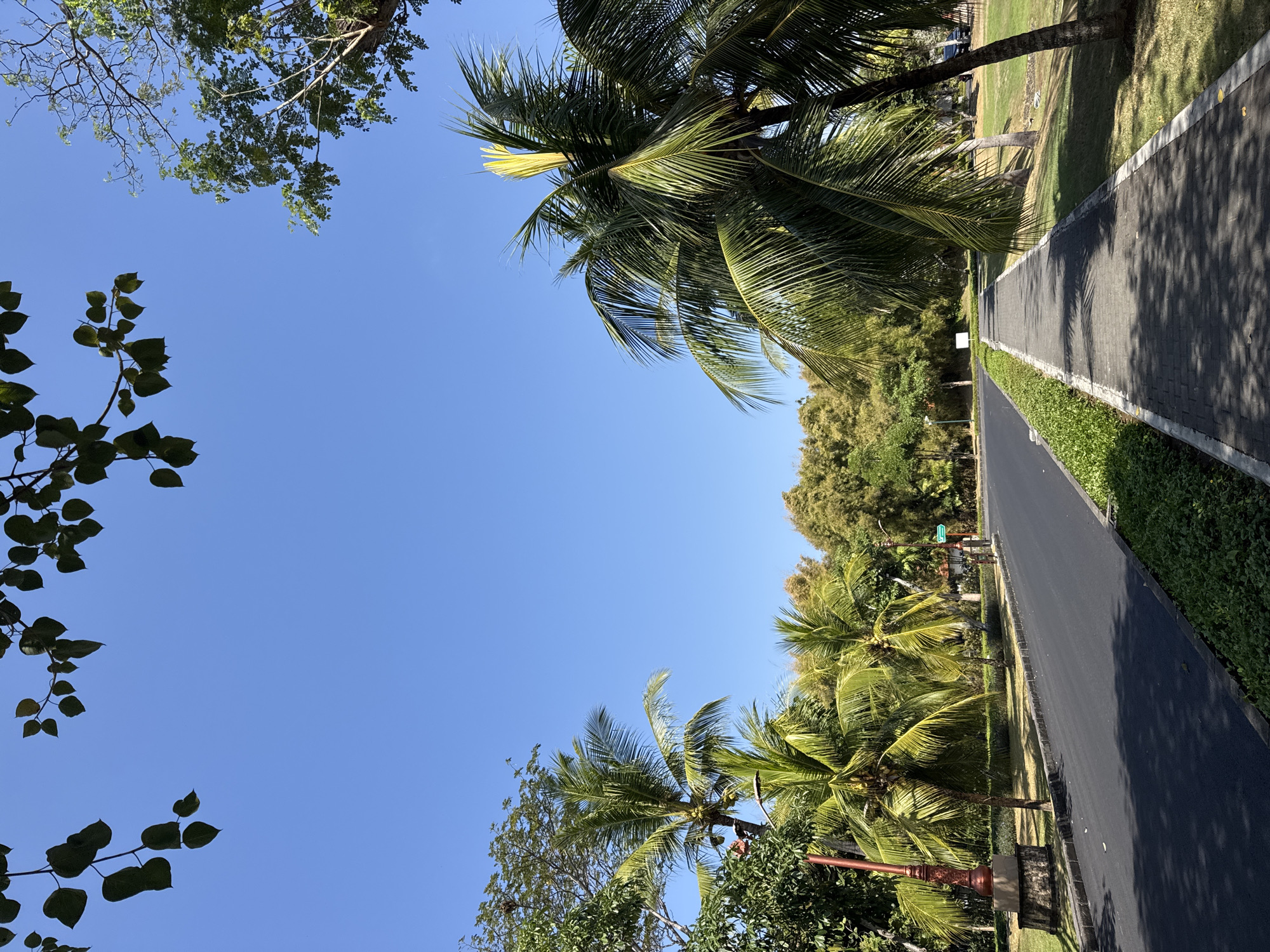 In an outdoor scene, a paved road with a sidewalk runs through a park-like setting under a clear blue sky. Lush green trees, including prominent coconut palms with their fronds casting shadows, flank the pathway. The road is dark asphalt, bordered by a neatly trimmed green hedge. The sidewalk is made of interlocking pavers, also shaded by palm leaves. On the left side of the road, there's an ornate lamppost on a stone base, and further down, a few people can be seen walking or cycling. The background features a dense line of trees.