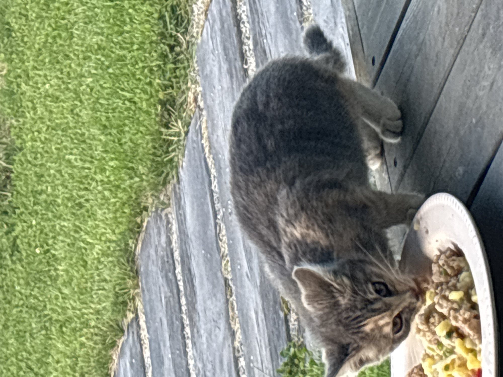 A gray tabby kitten is eating from a white paper plate on a wooden surface. The kitten is positioned in the foreground, with its head lowered towards the plate of food. Behind the kitten is a pathway made of flat, gray stones with gravel in between. Beyond the pathway is a patch of green grass. The scene appears to be outdoors, possibly in a garden or yard. There is no indication of the location being in Zvenigorod, Russia.