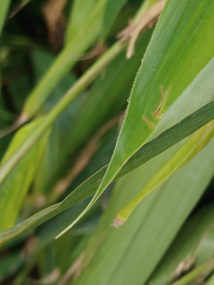 The image shows a close-up of green leaves, likely from a plant, taken in Tiruppur, India (latitude: 11.093, longitude: 77.325). The leaves are long and narrow, with a slightly textured surface. One leaf in particular is highlighted in the image, showing a small brown streak along its surface. The leaves are in focus and appear to be healthy, with no signs of disease or damage. The background consists of other leaves that are out of focus. There are no people or animals present in the image. The image was likely taken in an outdoor environment, possibly a garden or a field. The image is of a natural scene, without any manufactured objects or people.