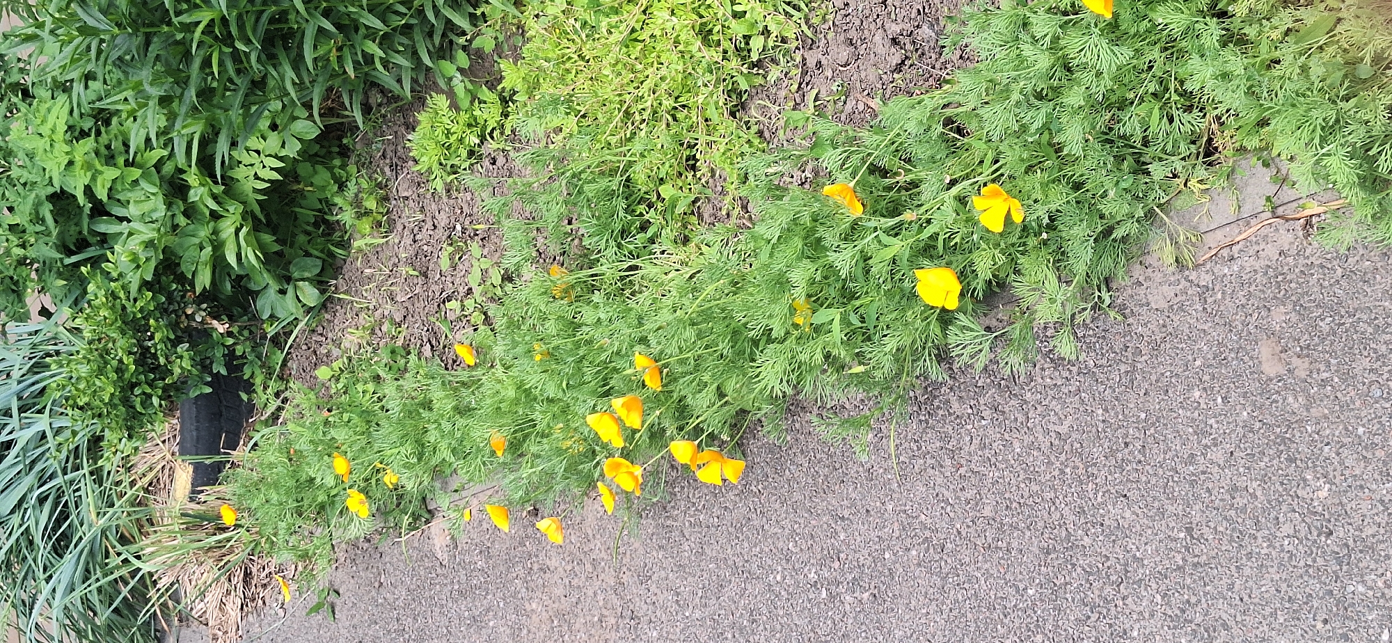 A roadside planter bed in Bila Tserkva, Ukraine, features a dense growth of green foliage with numerous bright yellow California poppy flowers blooming along the edge closest to an asphalt pathway. The pathway runs along the left side of the frame. In the background, behind the poppies and other greenery, is a darker, muddied area with some dry grass and a section of what appears to be a discarded black tire. Further back, taller green plants create a backdrop. The overall scene depicts a natural element within an urban or semi-urban setting.