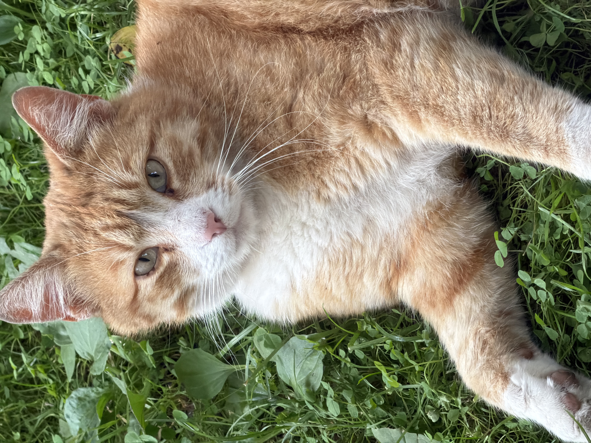 This is a medium shot, eye-level, close-up photograph of an orange tabby cat lying on its back in the grass. The cat's fur is a mix of orange and white. Its head is tilted to the side, and its eyes are open and looking towards the camera. The cat's left ear is visible, and its whiskers are prominent. The cat's body extends out of frame, with only its head and a portion of its torso and right paw visible. The background is composed of green grass and some clover. The lighting appears natural, suggesting it could be daytime. The cat's expression is calm and relaxed. There is no visible text in the image.