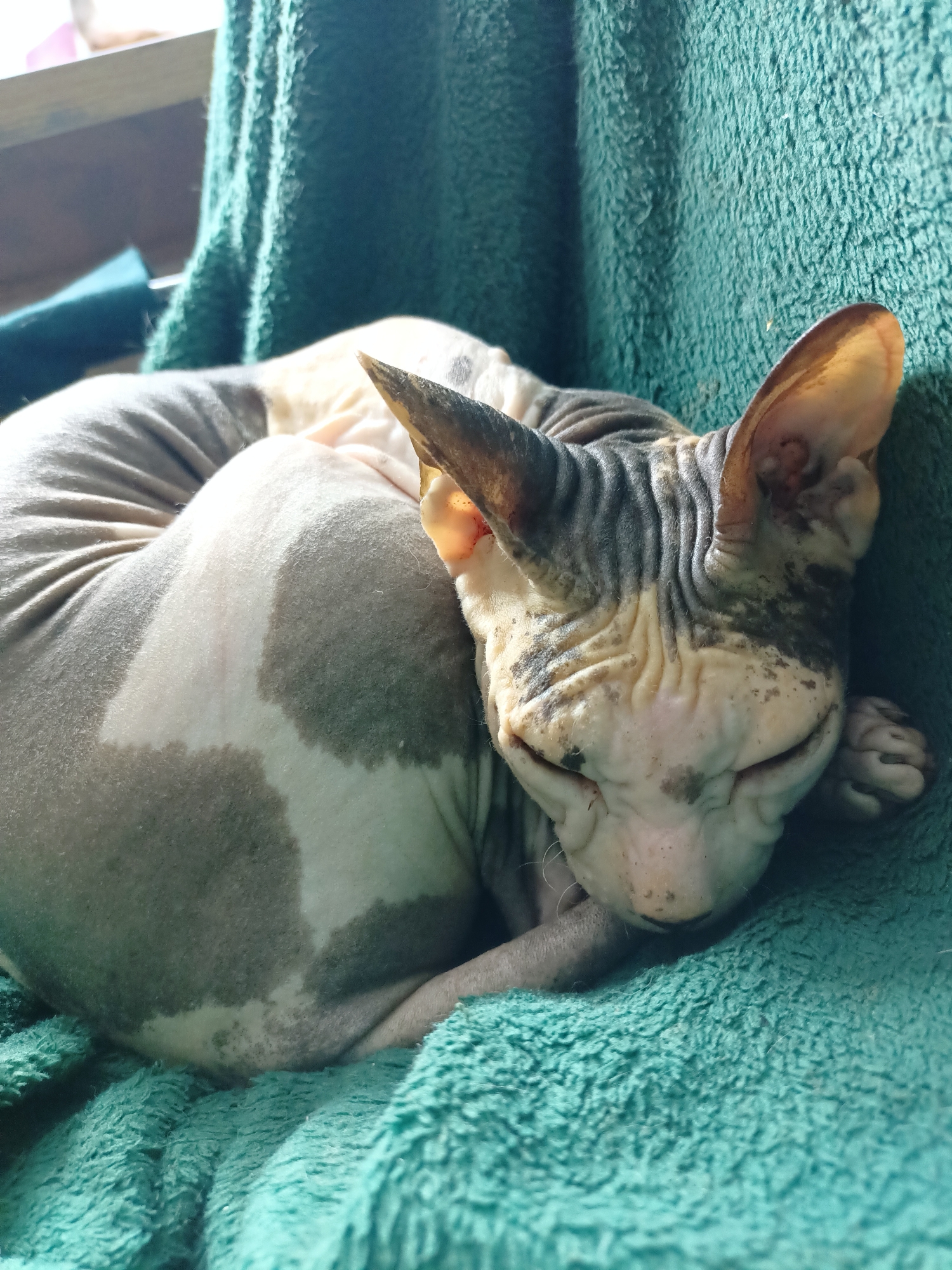 A hairless cat with grey and white markings is curled up and sleeping on a teal-colored, fuzzy blanket. The cat's eyes are closed, and its face is wrinkled. The blanket is soft and textured, and it appears to be indoors. The background is slightly out of focus, but suggests a window or a shelf. There is no information to determine the location of this image within Almaty, Kazakhstan.