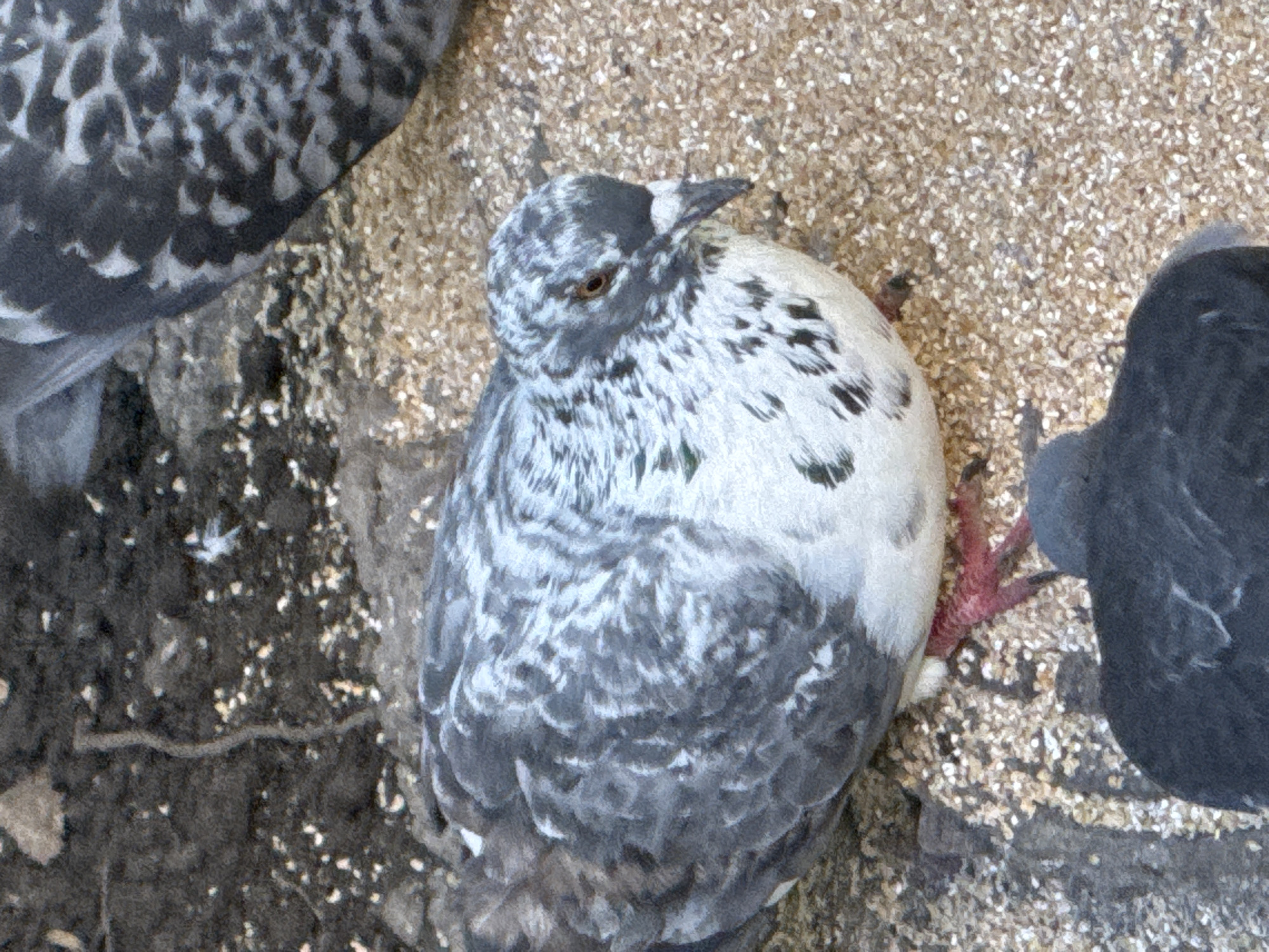 This is an eye-level, medium shot of two pigeons on the ground. The pigeon in the foreground is facing right and looking down, with its head tilted. It has a speckled grey and white body and bright pink feet. The pigeon behind it is only partially visible, showing its grey back and wing. The ground is covered with small pebbles and some dirt. In the top left corner, a thin, brown worm is visible on the dirt. The scene is likely in a park or other outdoor public space in Zelenograd, Russia, possibly near a food source for the pigeons.