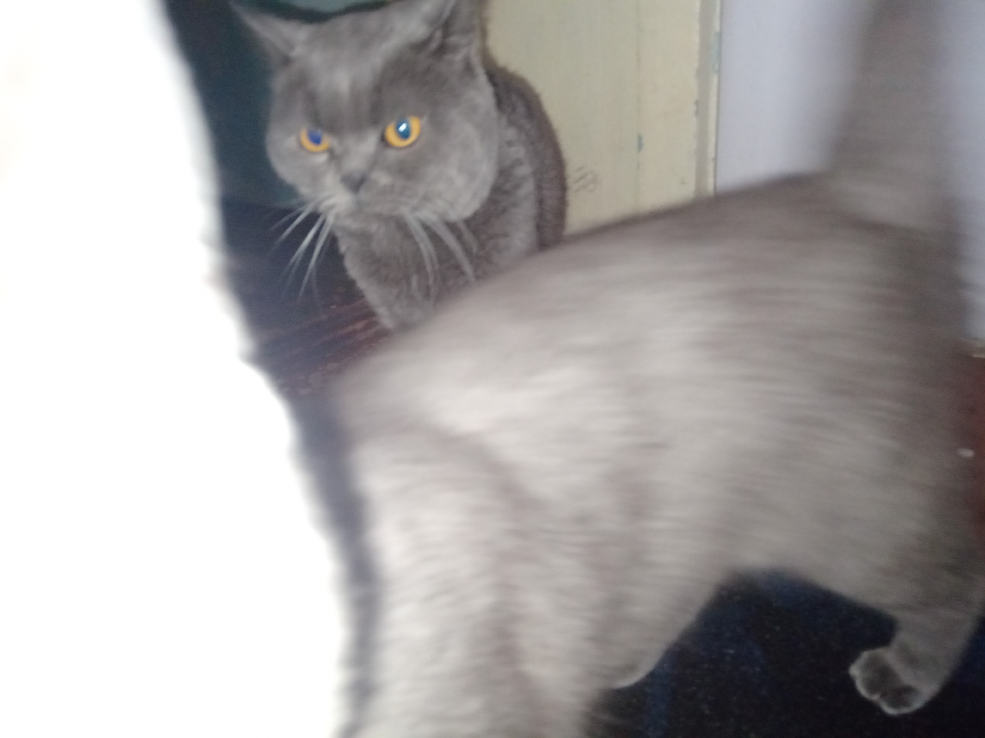 The image shows two domestic cats. One cat, in focus, is a British Shorthair with gray fur and distinctive yellow-orange eyes. It is positioned on the left side of the frame, looking towards the viewer. Its body is partially obscured by the foreground, and its whiskers are visible. The second cat is out of focus in the foreground, and its gray fur is blurred, making it difficult to discern specific details. The background is indistinct, featuring a pale, textured wall and a dark surface that appears to be a floor or furniture. The lighting is dim, casting soft shadows. The scene is indoors, suggesting a domestic setting. There are no people or any elements that would suggest a specific location in Buguruslan, Russia.