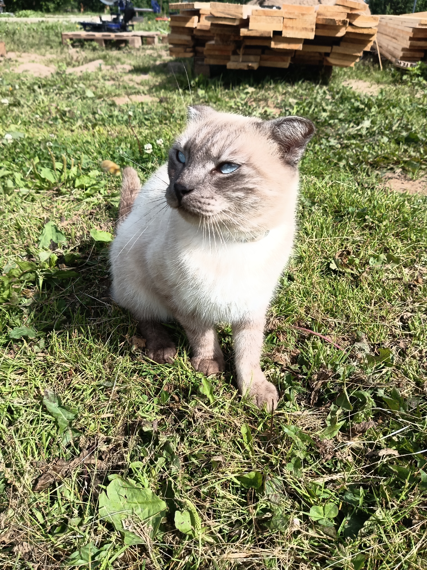 A Siamese cat with blue eyes is sitting in a grassy area. The cat is mostly white with gray points on its ears and tail. In the background, there is a pile of lumber and a piece of machinery. The scene appears to be outdoors in a rural or industrial area.