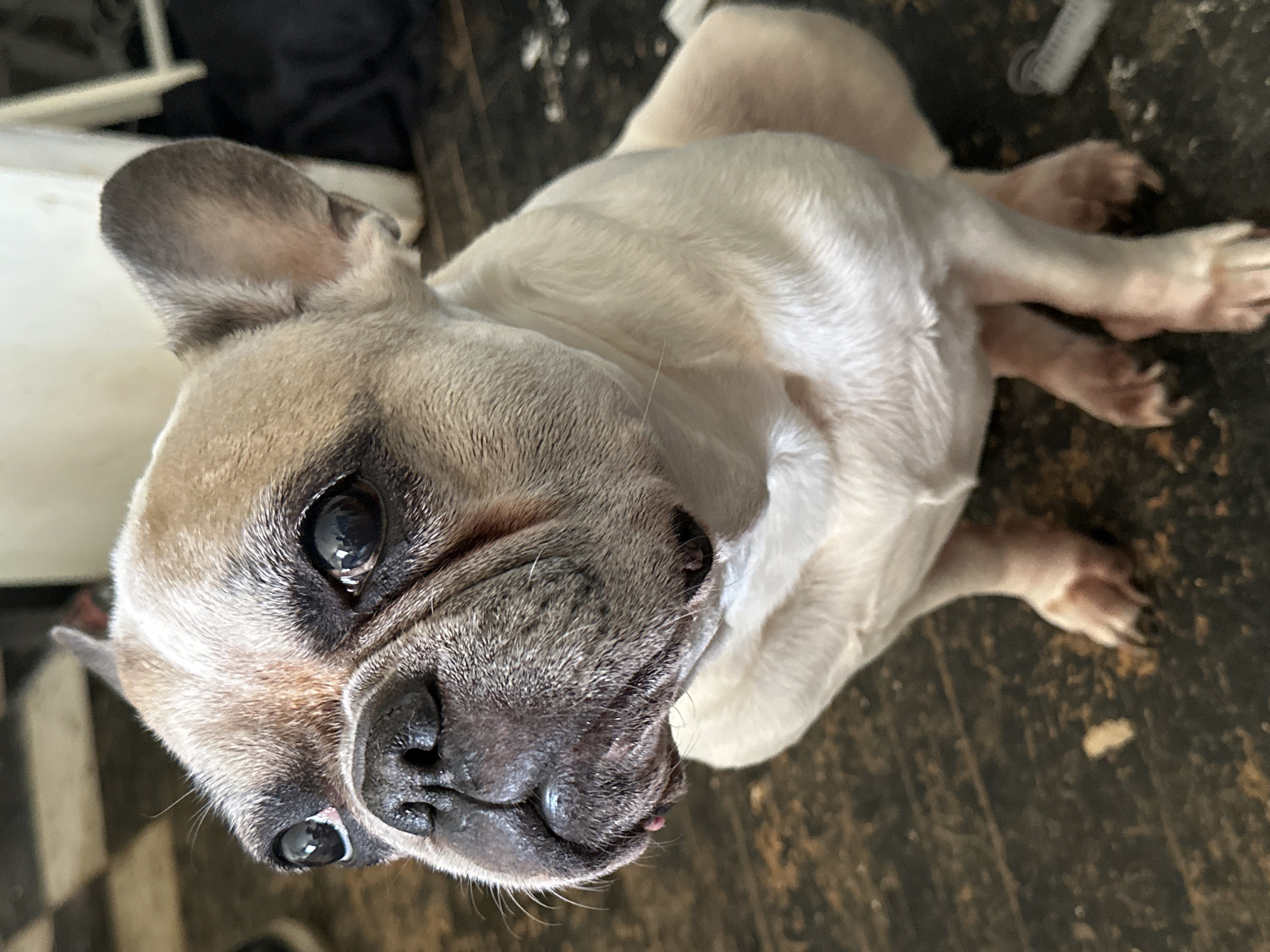A French bulldog is sitting on a dark, textured floor. The dog is light-colored with darker markings on its face and ears. It is looking to the left of the frame with its mouth slightly open, revealing a small pink tongue. The background is out of focus and shows a checkered pattern on the left and a blurry white object and dark fabric on the right. The scene appears to be indoors. There is no indication of the city of Moscow, Russia.
