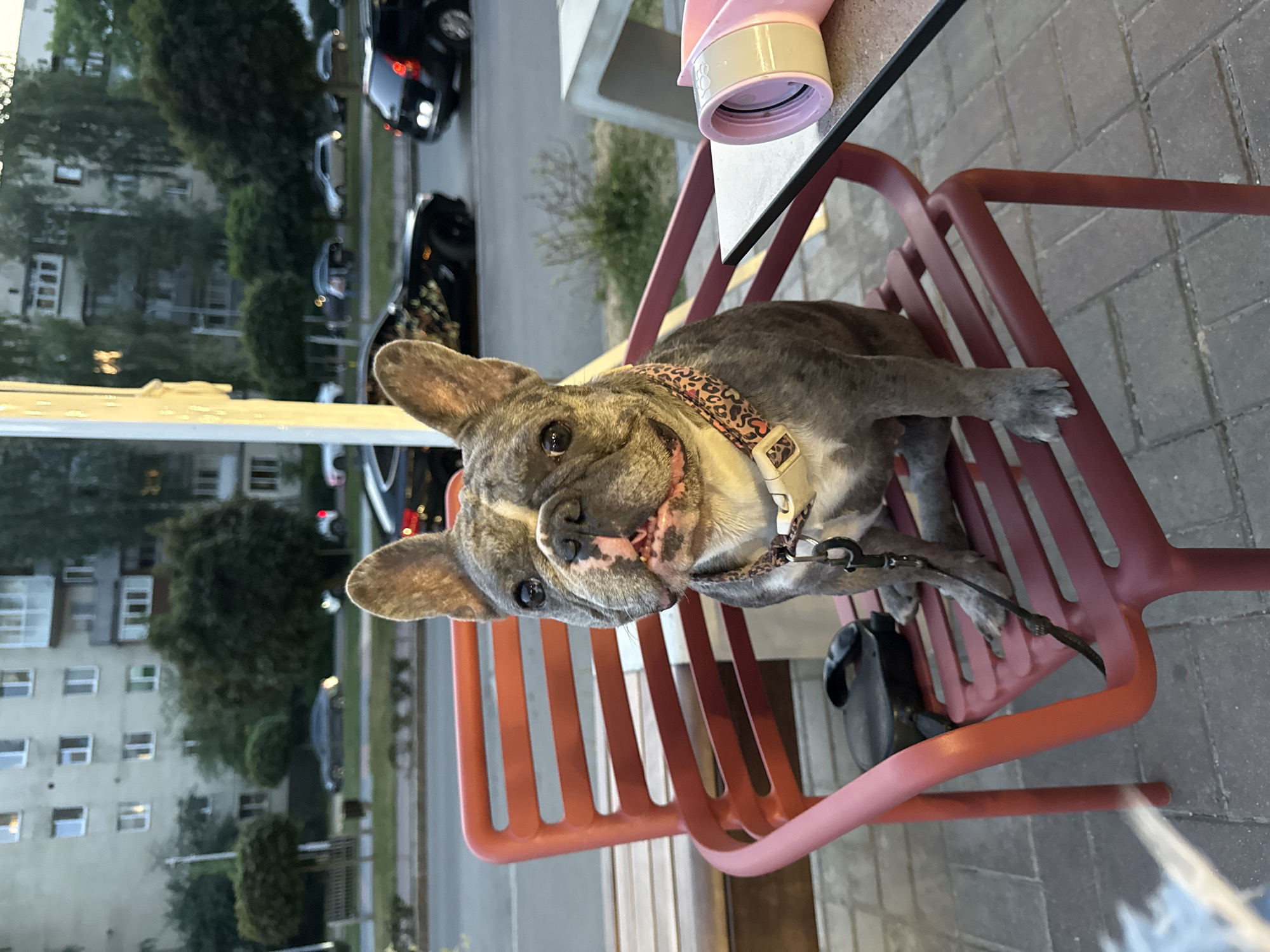 A brindle French Bulldog sits on a red chair outdoors at a cafe in Vinnytsia, Ukraine. The dog wears a patterned collar and is attached to a leash. A black retractable leash is visible on the chair next to the dog. A pink and yellow cylindrical object is on the table to the right. In the background, cars are parked and driving on a street in front of residential buildings and trees. The scene appears to be during daylight hours, possibly late afternoon or early evening.