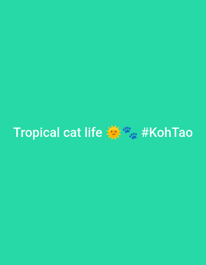 The image displays the text "Tropical cat life" followed by a sun emoji, two blue paw print emojis, and the hashtag "#KohTao." The text and emojis are centered on a solid turquoise-green background. The image suggests a theme related to cats living in a tropical environment, specifically in Koh Tao, Thailand.