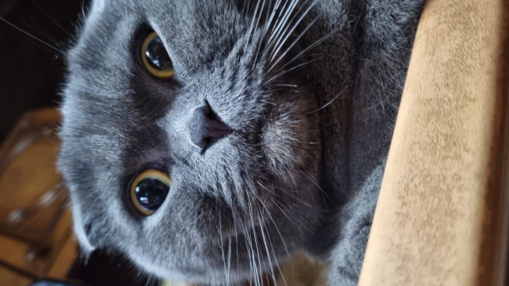 A close-up, head-on shot focuses on the face of a grey Scottish Fold cat. The cat's large, round, yellow eyes with dark pupils dominate the upper portion of the frame, looking directly at the camera. Its ears are folded down, characteristic of the breed. The cat's nose is a dark, wet triangle centered below its eyes. Long, white whiskers extend outwards from its snout. The cat's mouth is slightly open, revealing a hint of its tongue. The cat's fur is short and dense, appearing soft to the touch. The background is blurred and appears to be indoors, with hints of wooden furniture visible. The bottom of the image shows a tan, textured surface, possibly a piece of furniture or a blanket, upon which the cat is resting its chin. The image does not contain any information about the city of Vysokoe, Russia.