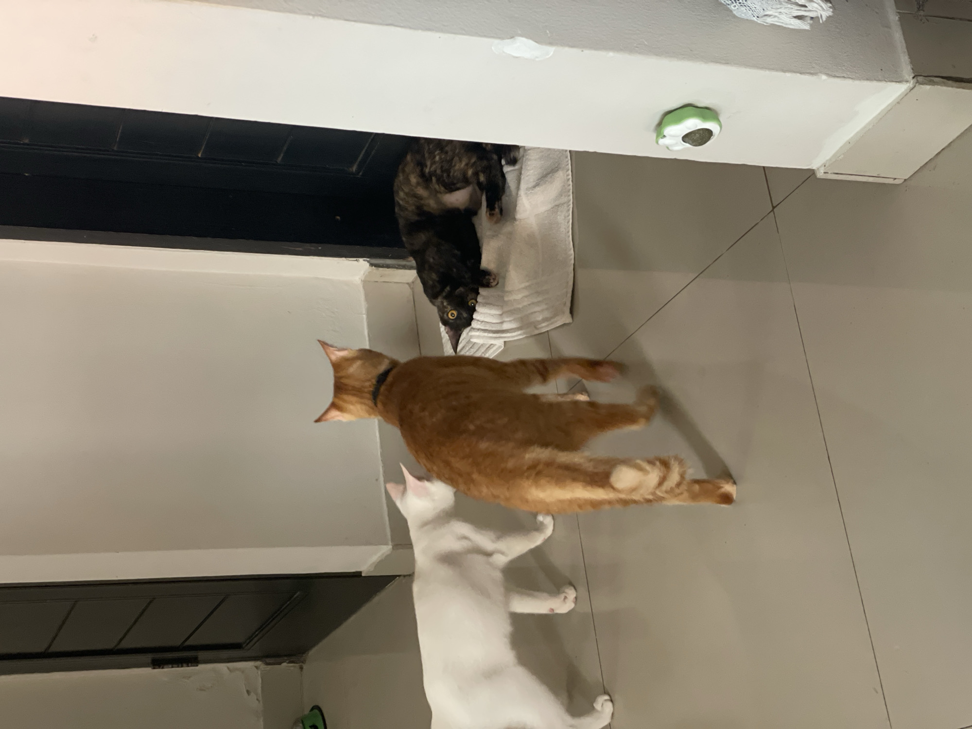The image shows three cats in what appears to be an indoor setting. A dark-colored cat with a mottled pattern is perched precariously on a white towel, situated near what appears to be a doorway or ledge. An orange tabby cat with a black collar is positioned in the middle ground, partially blurred, giving the impression of movement. A white cat is in the foreground, also in motion. The floor is tiled in a neutral color, and the lighting is consistent throughout the scene. The image was likely taken in Denpasar, Indonesia.