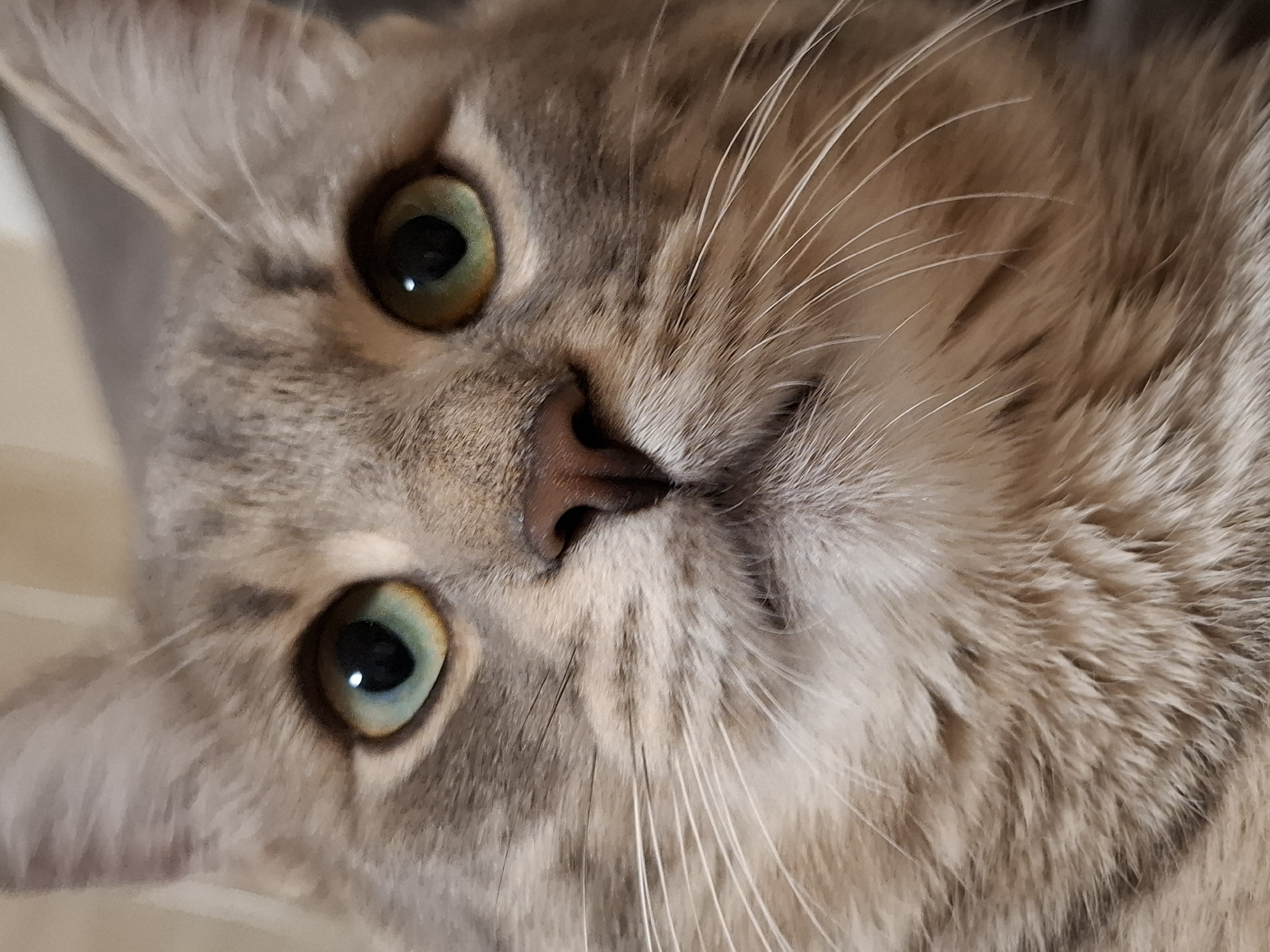 A close-up image depicts the face of a tabby cat with green eyes and a pink nose. The cat's fur is a mix of light brown and gray shades. The cat's head is tilted, with its face oriented towards the viewer. The background is out of focus and appears to be a light color. The image does not appear to show any people or objects other than the cat. There is no information in the provided image that suggests its origin in Novi Sad, Serbia.