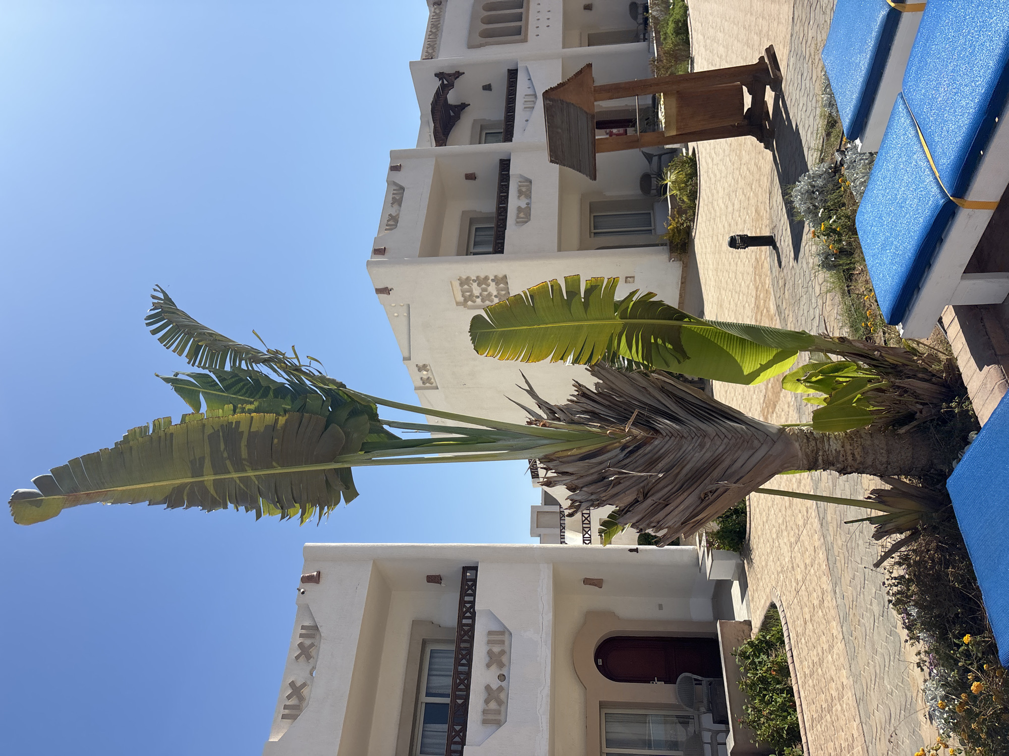 The image captures a scene in an unidentified city. It focuses on a tropical plant, resembling a Bird of Paradise, with broad green leaves and a textured trunk. The plant is situated next to a paved walkway or patio area, flanked by Mediterranean-style buildings. The buildings feature white walls, decorative trim, and arched windows or doorways. A wooden structure, possibly a shelter or shade element, is partially visible in the background, along with blue upholstered seating. The sky is a clear, bright blue, suggesting a sunny day.