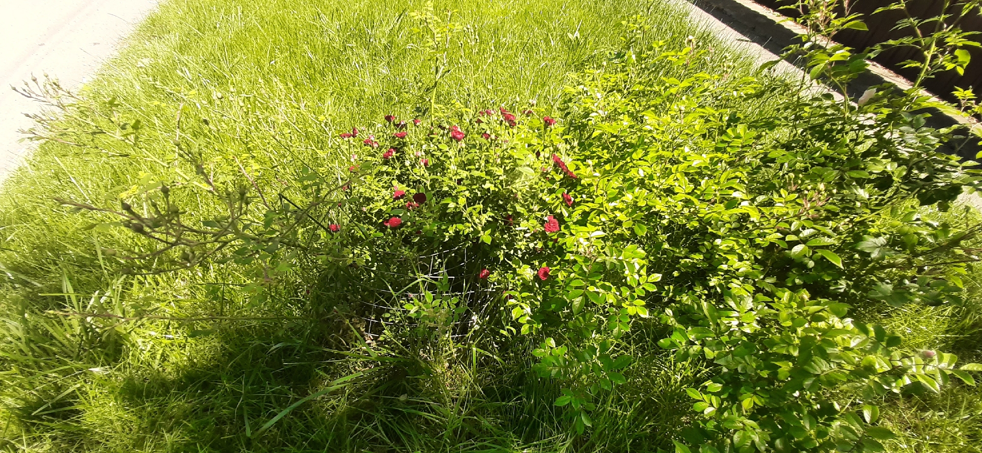 The image shows a close-up view of a rose bush with small red roses, interspersed with green leaves and grass. The bush is situated in an outdoor environment, with sunlight casting shadows on the ground. The background is mostly out of focus, but appears to be a grassy area. There are no people or animals visible in the image. The scene is natural and undisturbed. The location is the city of Yessentukskaya, Russia.