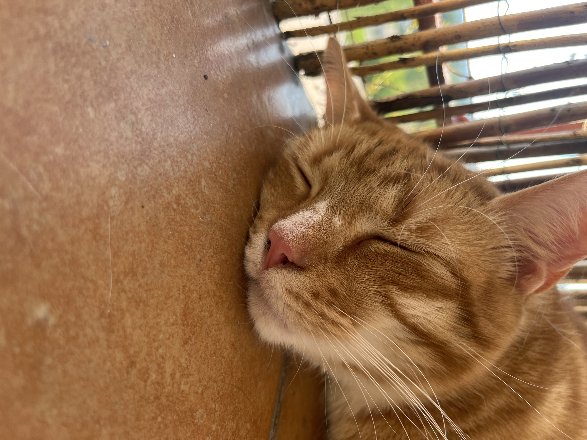The image shows a close-up, eye-level view of an orange tabby cat sleeping. The cat's head is resting on a tiled surface, likely a floor or patio, which is a warm, reddish-brown color with some subtle variations in tone. The cat's eyes are closed, and its nose is a soft pink. Its whiskers are prominent and white. In the background, a wooden fence, made of vertical bamboo-like poles, is visible. Beyond the fence, a blurred green landscape suggests an outdoor setting. The scene appears to be peaceful and natural, capturing a moment of rest. There are no people or any other animals present. The lighting suggests it is daytime, possibly late afternoon or early morning given the soft, diffused light. There is no indication of the location being in Zabrze, Poland, or any other specific city.