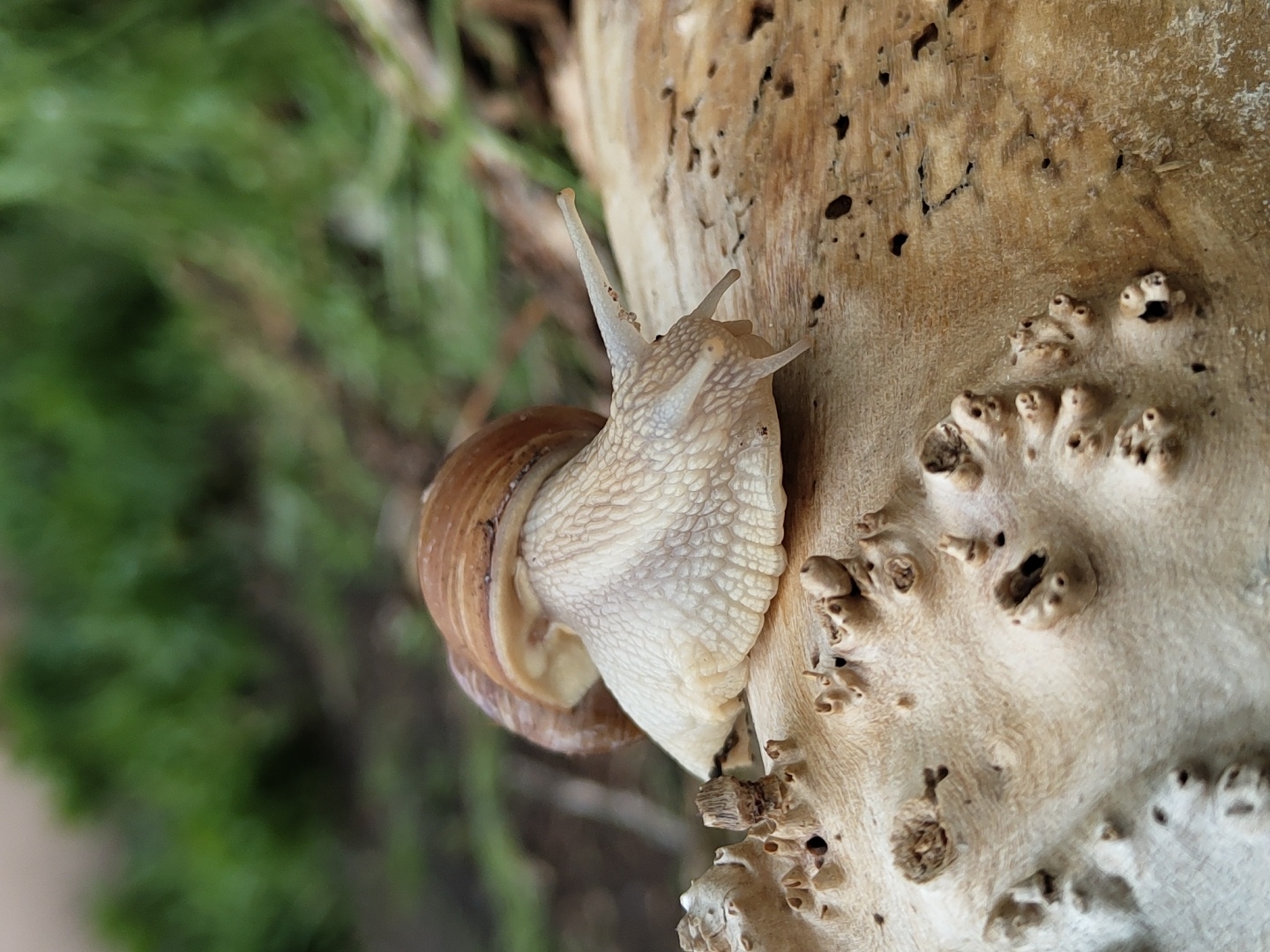 A snail is clinging to a pale, textured wooden surface. The snail's shell is a warm, light brown color, while its body is a creamy white with a scale-like texture. Its two long, thin antennae are extended upwards. The wooden surface appears to be part of a tree trunk or branch, with numerous small holes and bumps. In the background, there is a blurred patch of green foliage. The location is unknown.