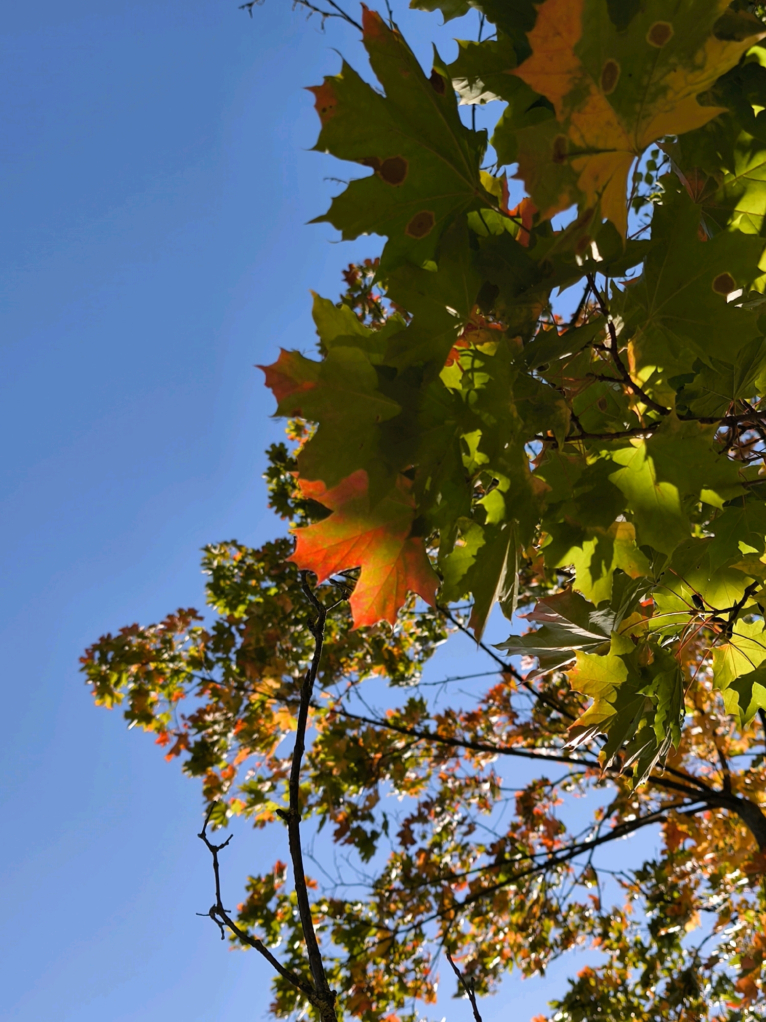 This is a close-up, low-angle shot of a tree with autumn foliage against a clear blue sky. The leaves are a mix of green and vibrant orange, indicating the changing seasons. Some leaves show brown spots. The branches are silhouetted against the sky. The image appears to be taken outdoors, likely in a park or a residential area with trees. No specific location in Mahilyow, Belarus can be identified from the image itself. There are no people or animals visible in the frame.