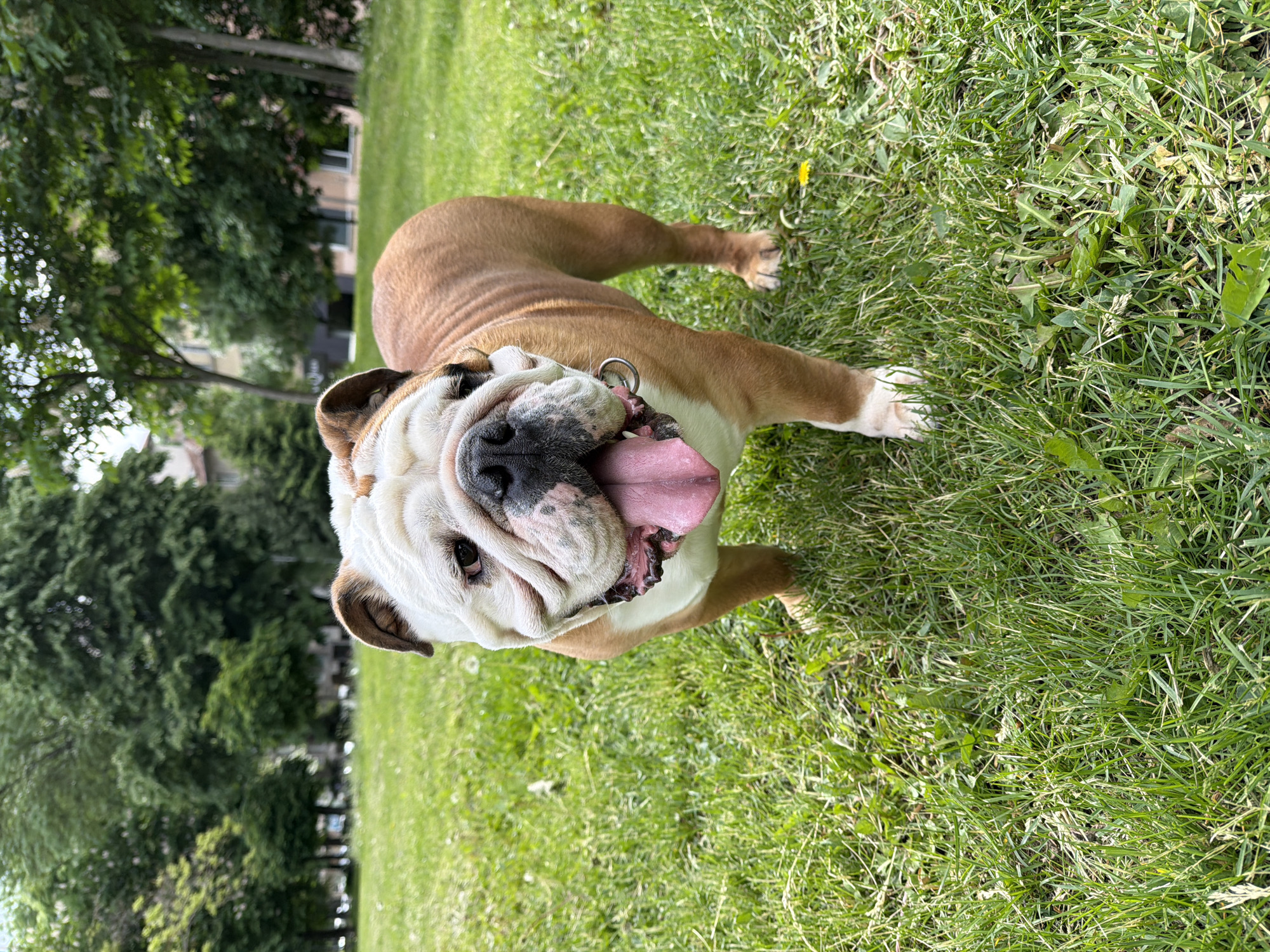 A medium-sized English Bulldog stands on green grass in a park. The dog is mostly white and brown, with a pink tongue hanging out of its mouth. The dog is wearing a metal collar. The park has trees in the background. The location is the city of Sofia, Bulgaria.