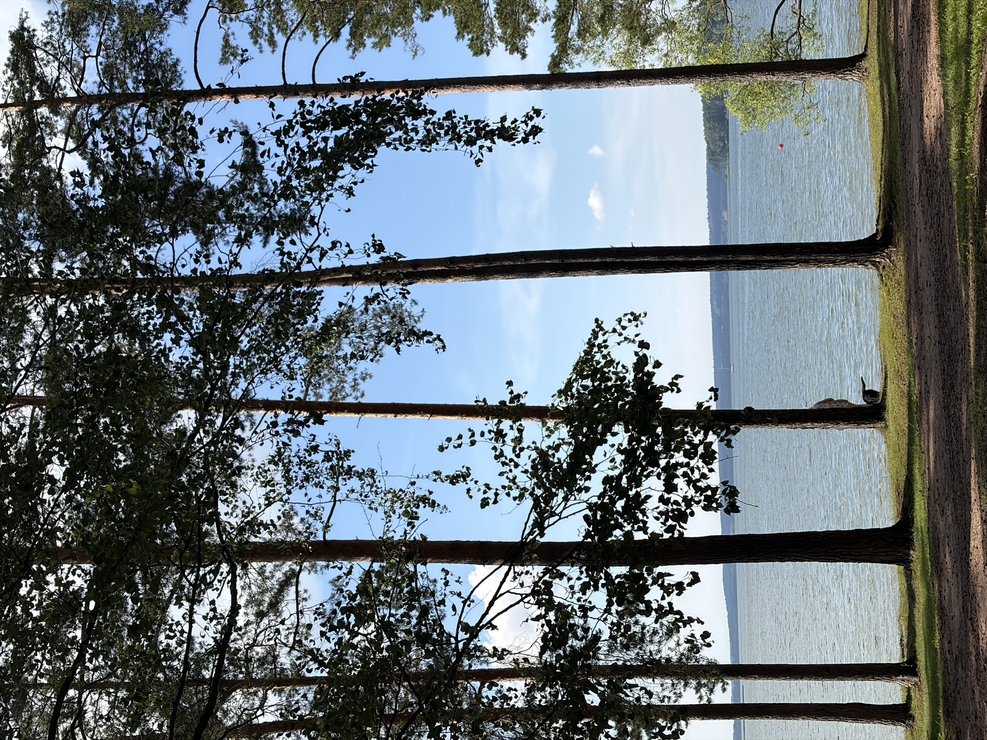 A serene, sunlit scene unfolds at the edge of a tranquil lake, framed by tall, slender pine trees. The water, a soft blue-green, reflects the clear sky, with a gentle ripple suggesting a light breeze. In the distance, a tree-lined shore stretches across the horizon, hinting at a densely forested landscape. A small, bright orange buoy floats near the center of the lake. On the grassy bank, partially obscured by a tree trunk, a black dog with its tail wagging intently looks towards the water. Nearby, a person is partially visible, facing the lake and appearing to be crouched down or sitting. The foreground is a sandy path, dappled with sunlight filtering through the dense foliage of the pine trees, creating a natural, peaceful ambiance. The overall impression is one of a quiet, idyllic summer day at a lakeside retreat in the vicinity of Ждановіцкі сельскі Савет, Belarus.