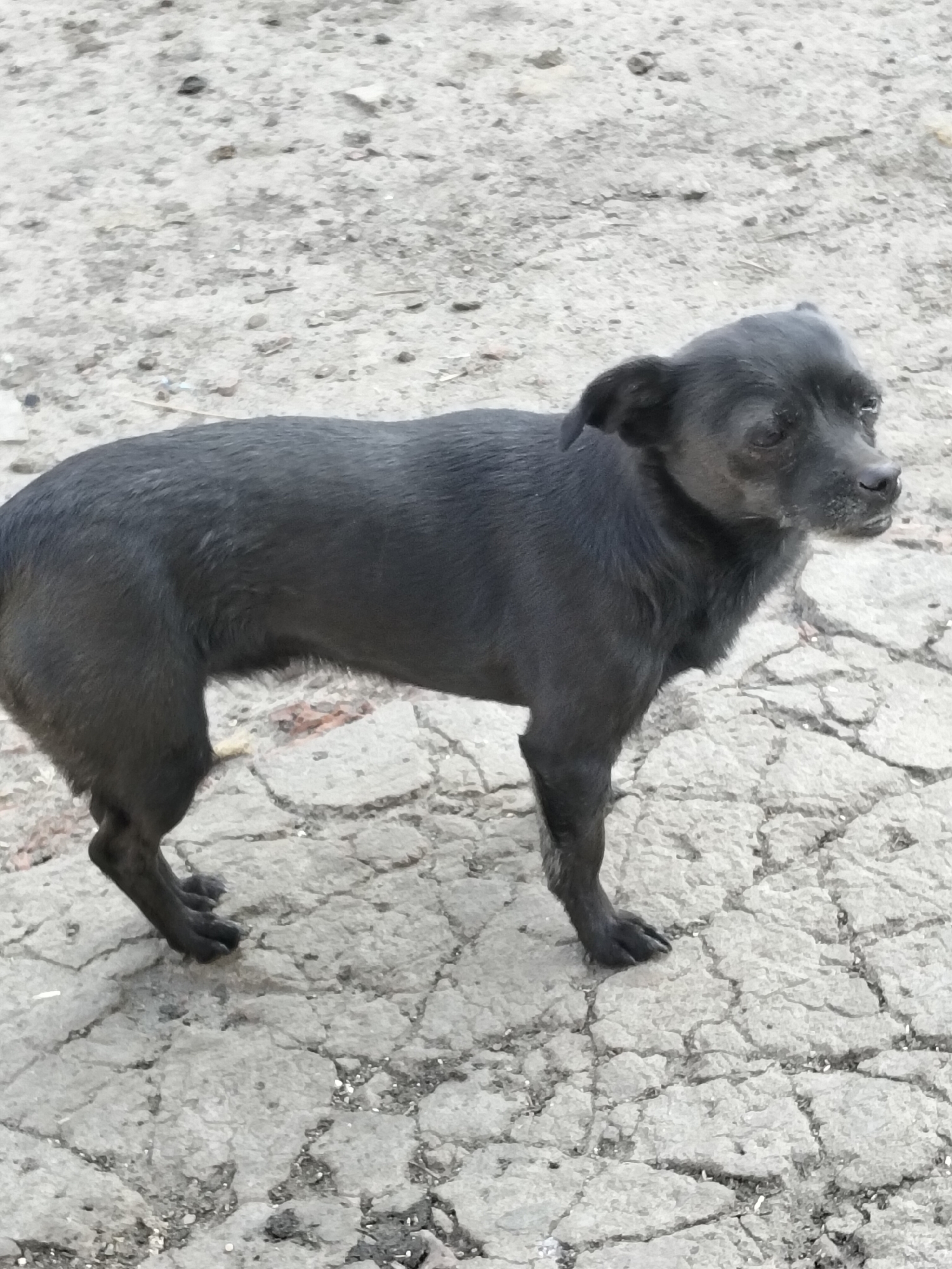 A medium shot captures a small, black dog standing on a cracked, grey surface, possibly asphalt or concrete, in Ustyvytsia, Ukraine. The dog, facing right, has short fur and appears alert. Its body is lean, and its ears are slightly flopped. The background is a blur of the same textured ground. The lighting suggests it is daytime, with no harsh shadows indicating direct sunlight. The overall impression is of a stray animal in an urban or semi-urban environment.