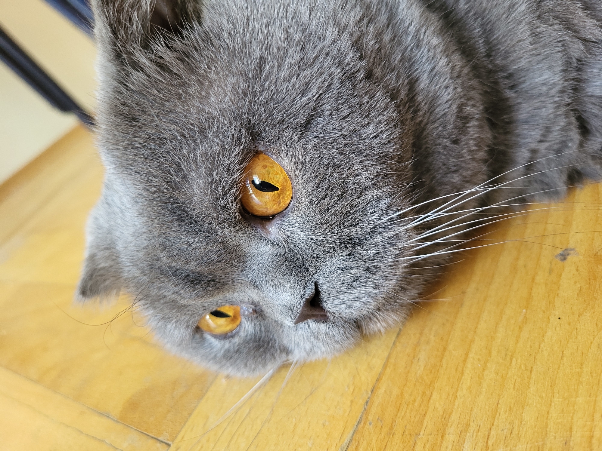 This is a close-up, overhead shot of a British Shorthair cat lying on a wooden floor. The cat is predominantly gray with striking, large amber eyes. Its fur is short and dense, typical of the breed. The cat's head is angled, with one eye more prominent than the other. Its white whiskers are fanned out against its gray fur.
The background shows a light brown wooden floor with visible grain. To the upper left, a dark object, possibly furniture, is partially visible and out of focus, as is a lighter, blurred area that could be a wall or another piece of furniture. The lighting suggests it is daytime, likely indoors. There are no discernible emotions overtly expressed by the cat, but its relaxed posture on the floor indicates comfort and calmness. The image lacks any visible text.