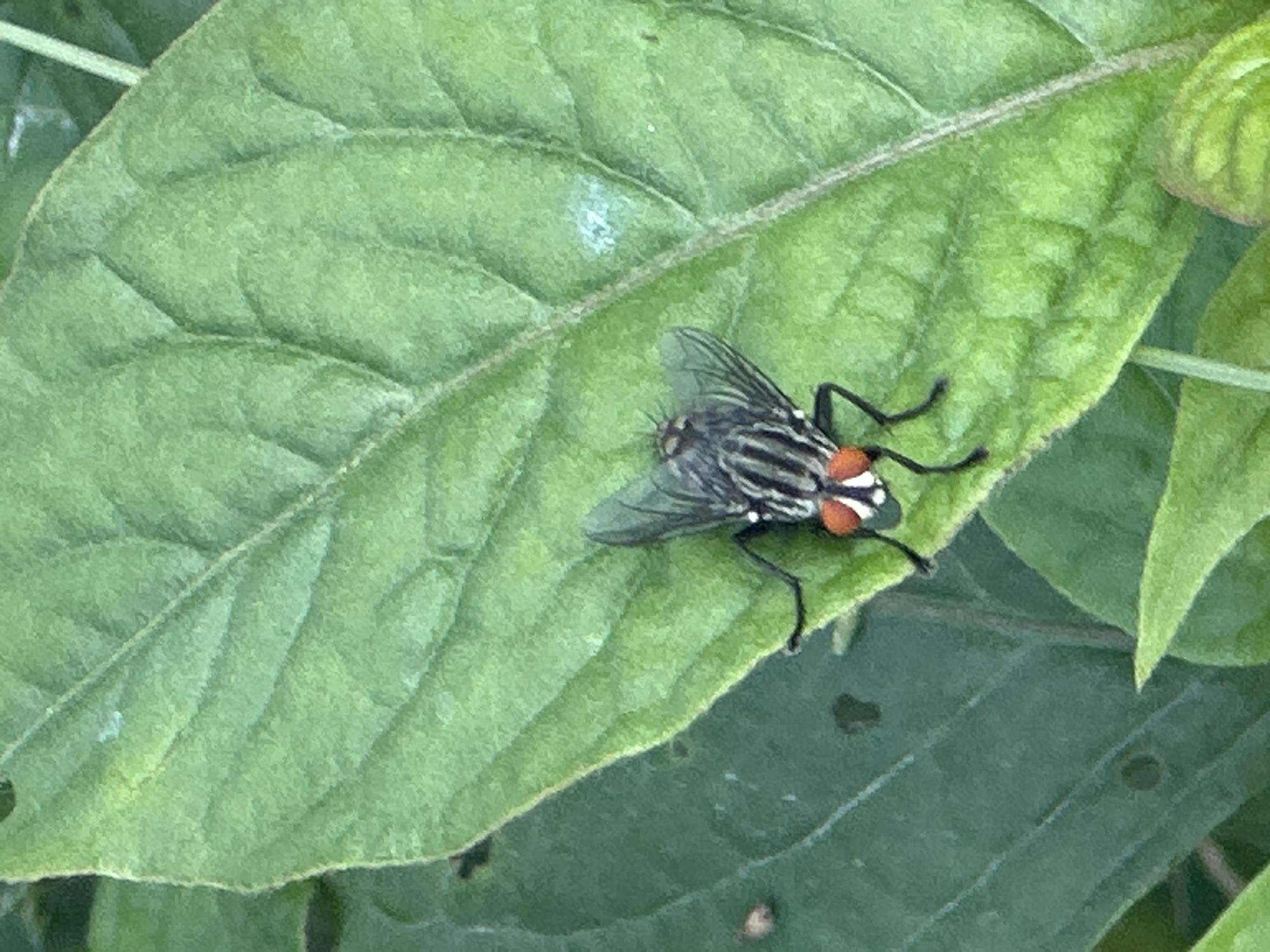 A fly rests on a large, green leaf. The fly is black and white striped with two red dots at the posterior. The leaf fills the majority of the frame. Other green leaves and vegetation are visible in the background. The image appears to have been taken outdoors in daylight. Location information is not discernible from the image.