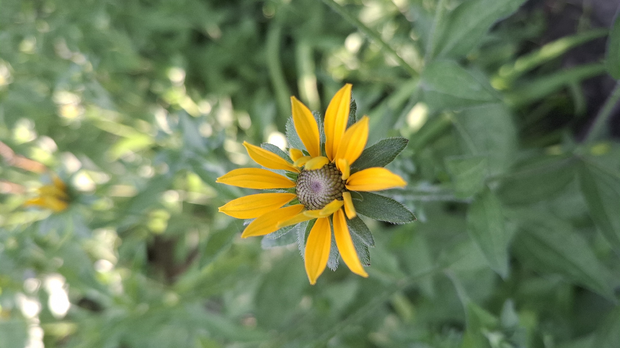 A close-up, eye-level shot features a single yellow daisy with prominent, fuzzy green sepals in the foreground. The daisy's petals are a bright yellow, and its center is a textured disc of grayish-purple. The background is a blur of green foliage, with hints of light filtering through, suggesting an outdoor, possibly garden, setting. The image appears to have been taken in Шұбарсу, Kazakhstan, in a natural or cultivated green space. There are no people or specific urban landmarks visible.