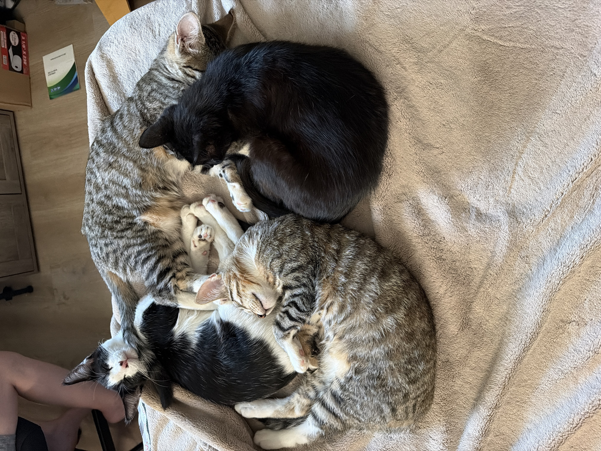 Four cats are sleeping cuddled together on a beige, fuzzy blanket. In the top left of the image, a person's legs are visible, with their feet bare. The cats appear to be a mix of tabby, black, and black and white, all curled up in various sleeping positions. The blanket is draped over what appears to be a floor or soft surface. In the background, a wooden cabinet is visible, along with a roll of tape and a pamphlet on a light-colored surface. The scene suggests a domestic indoor environment, possibly a living room or bedroom, within a residence in Sacramento, United States of America.
