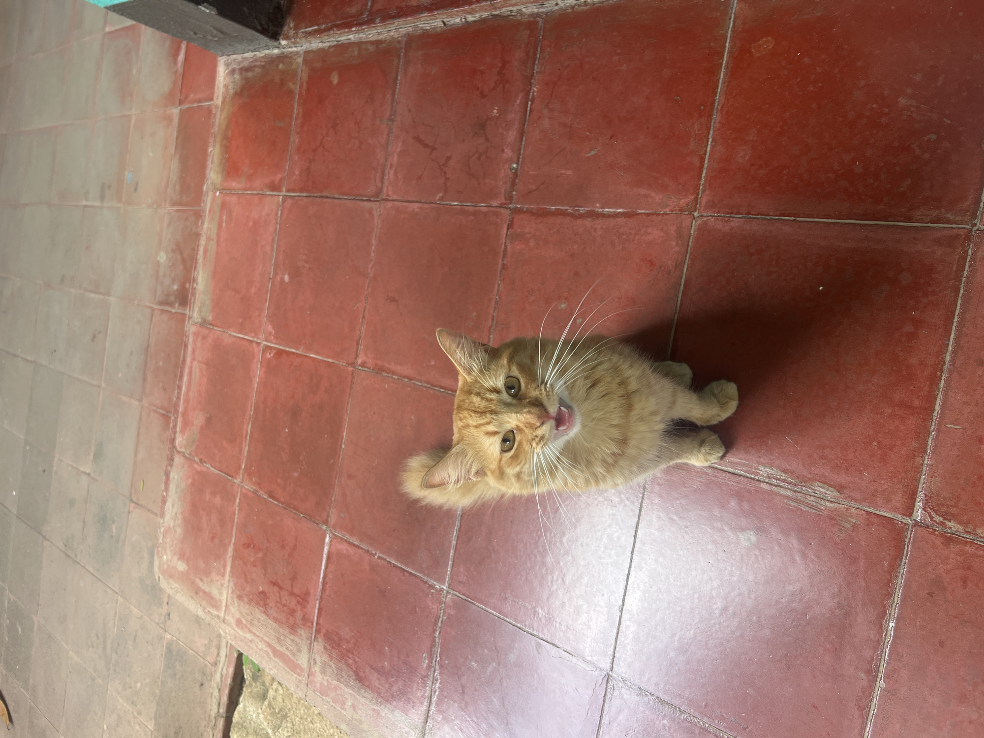 An orange tabby cat with white whiskers and yellow eyes is sitting on a red tile floor, looking directly at the camera with its mouth open. The cat is the central focus of the image. The floor is made of square red tiles with visible grout lines, and some areas show wear and tear. In the background, to the right, a dark vertical object, possibly a doorframe or pillar, is partially visible. The overall environment appears to be an outdoor or semi-outdoor space. The question about the location in León, Nicaragua, cannot be answered from the visual information provided in the image.