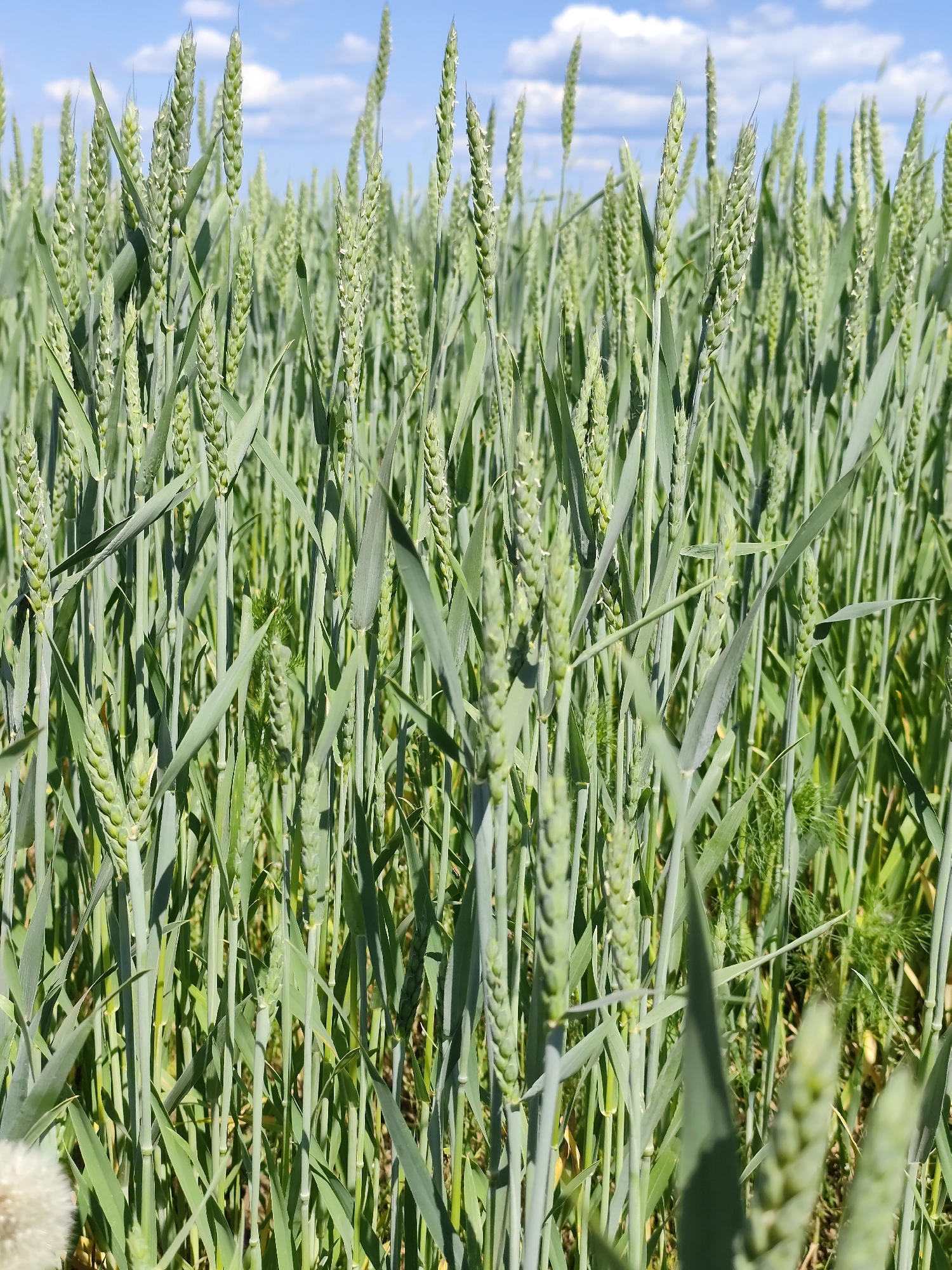 An agricultural field of young green wheat under a bright blue sky with scattered white clouds is depicted. The camera is positioned low, looking up at the wheat stalks, with some stalks in sharp focus and others blurred in the foreground and background. In the lower left corner of the frame, a portion of a dandelion seed head is visible, out of focus. The scene appears to be an outdoor rural setting, characteristic of an agricultural area.