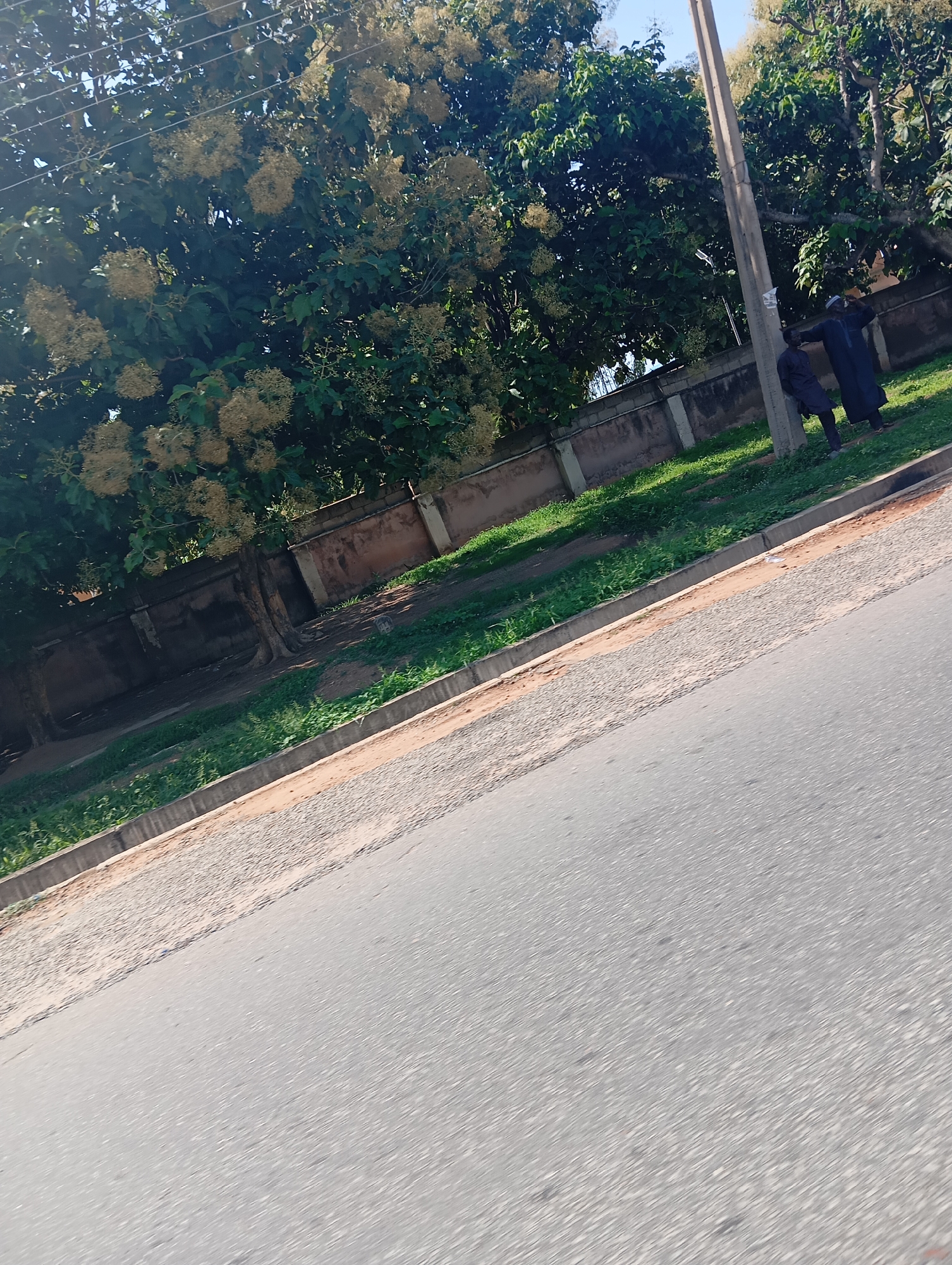 The image depicts a roadside scene in Jalingo, Nigeria. The foreground is dominated by an asphalt road, with a gravel shoulder and a concrete curb. Beyond the curb, a strip of green grass and vegetation lines a low, concrete wall. In the background, lush green trees with clusters of light-colored flowers create a dense canopy. Two individuals, dressed in dark traditional attire, stand near a utility pole on the grassy area. One person is leaning against the pole, while the other stands beside them, both facing away from the camera. The sky is visible through gaps in the foliage, appearing clear and bright. The overall impression is a sunny day in a residential or semi-urban area.