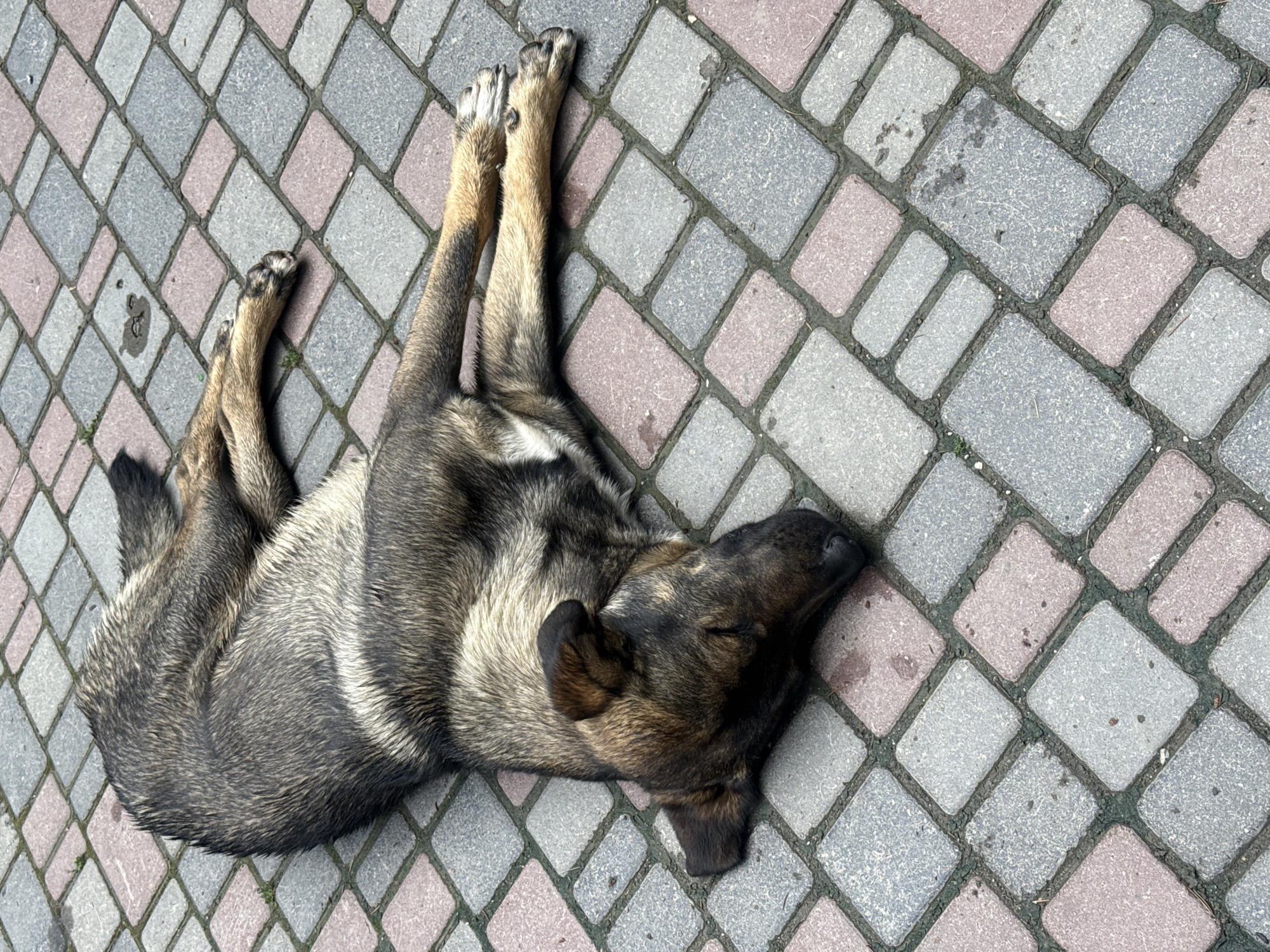 A medium-sized dog lies on its back on a paved surface in a city. The dog has a mix of dark brown and gray fur, and its legs are extended upward. The paving stones are a mix of gray and pinkish hues, arranged in a repeating pattern.