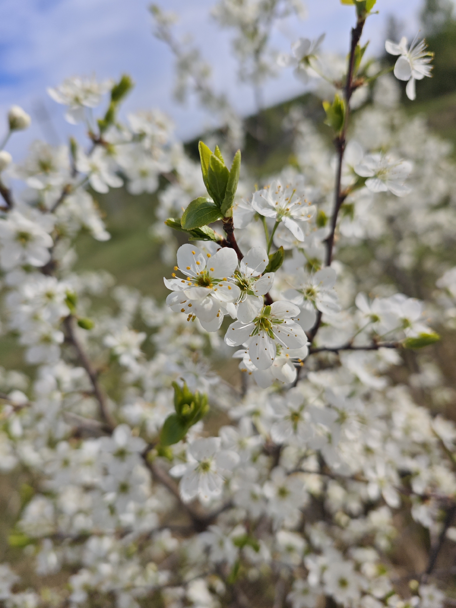 The image depicts a close-up of a flowering tree branch in the city of Chaikovsky, Russia. The tree is in full bloom with small, white flowers with yellow stamens clustered along the branch. Several young, green leaves are also visible on the branch. In the background, more flowering branches blur into a soft, out-of-focus backdrop. The sky is partially visible, with patches of blue. The setting appears to be outdoors, likely a park or garden within the city. No people are visible in the image.