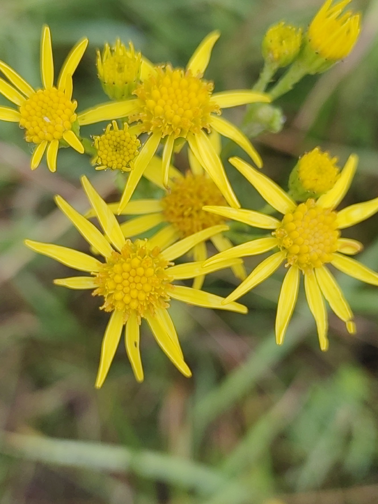 A close-up, vertical, eye-level shot focuses on a cluster of bright yellow wildflowers with slender petals and dense, circular centers. Several flowers are in bloom, while others are in bud stage, appearing as small, green spheres. The flowers are set against a blurred background of green foliage and hints of brown earth. The lighting is natural, suggesting an outdoor environment. The image does not depict any urban elements, structures, or individuals associated with the city of Hrodna, Belarus.