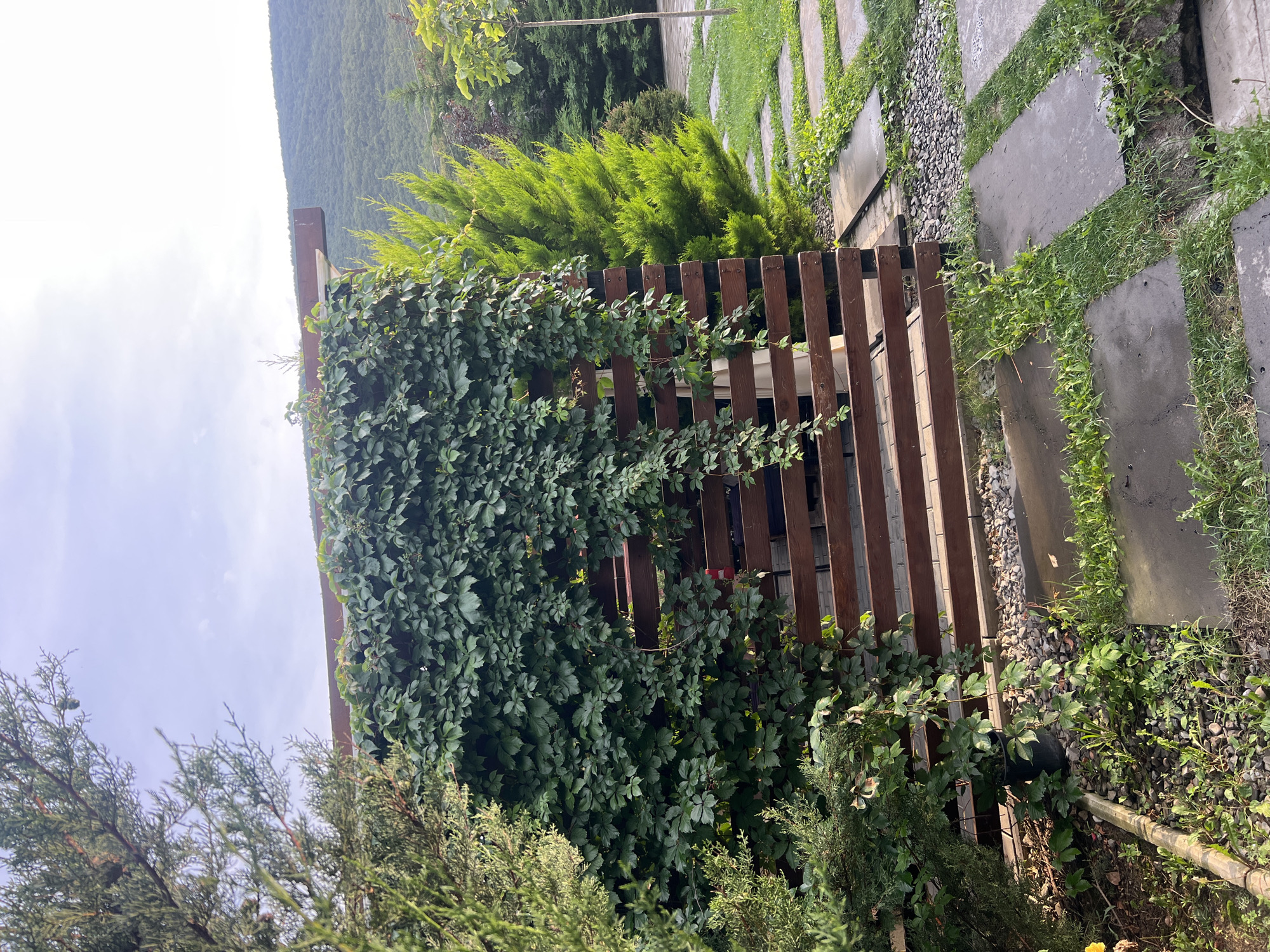 In Tsodoreti, Georgia, a wooden fence covered in lush green ivy forms the central element of the scene. The fence is constructed of horizontal wooden planks. To the left of the fence, a juniper tree stands tall, with its branches reaching towards a partly cloudy sky. To the right of the fence, a vibrant, conical evergreen tree adds a splash of color. A pathway made of large, flat stones meanders through the grassy landscape, surrounded by small pebbles and vegetation. In the background, rolling hills covered in trees fade into the distance under a pale sky. The overall impression is one of a tranquil, natural setting.