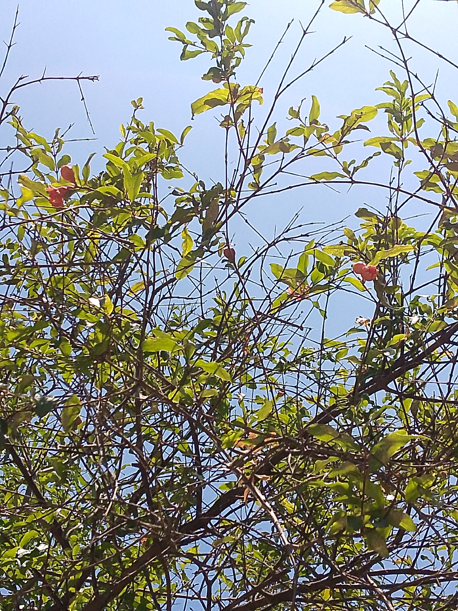 The image shows a view looking up into a tree with green leaves and small red fruits or flowers against a bright blue sky. The branches are dense and create a complex network. The location is reported to be in the city of Juan Griego, Venezuela, but there are no specific elements within the image to confirm the geographical context. No people or interactions are visible. The environment consists primarily of the tree and the sky.