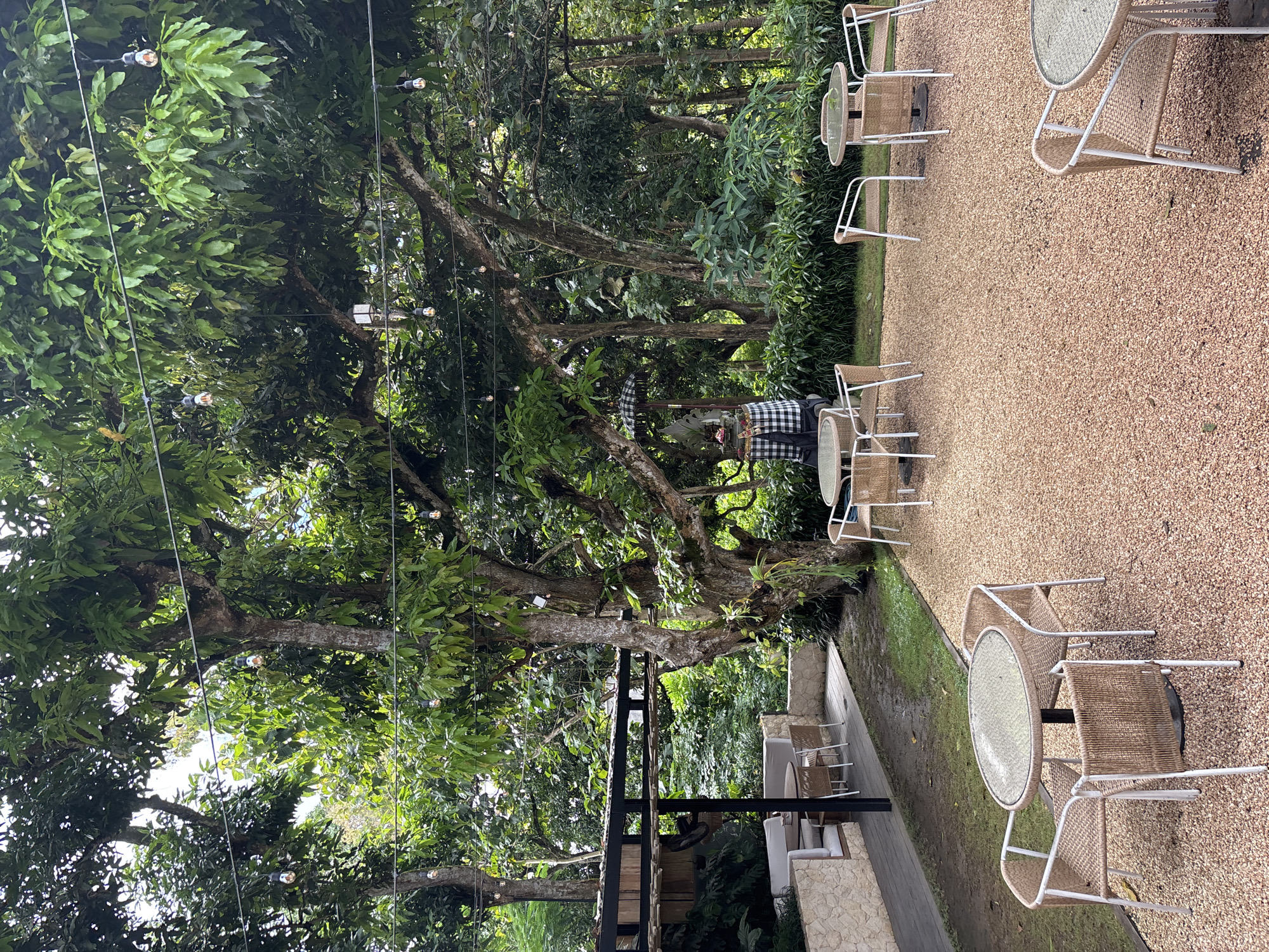 This image depicts an outdoor dining or lounge area in a lush tropical setting in Kuta Selatan, Indonesia. The scene is dominated by a clear, bright daytime sky and dense green foliage from large, mature trees.
On the right side, a wide expanse of light-colored gravel serves as the floor for an outdoor seating area. Several round tables with glass tops and chairs made of a wicker-like material with white metal frames are arranged here, suggesting a cafe or restaurant environment. Further back, a paved section with additional seating, including outdoor lounge chairs and low stone walls, is visible.
The left side of the image is dominated by the canopies and trunks of large trees, creating a verdant backdrop. String lights with visible bulbs are strung between the trees, indicating the area might be lit up at night. One person is visible on the left, seated at a table. They are partially obscured by the foliage and a distinct black and white checkered umbrella, which closely resembles a traditional Balinese ceremonial umbrella (payung). The person appears to be wearing clothing with a similar black and white checkered pattern.
The overall impression is one of a serene and inviting outdoor space, with strong cultural cues pointing to its Indonesian location through the lush vegetation and the decorative umbrella. No visible text is present in the image.