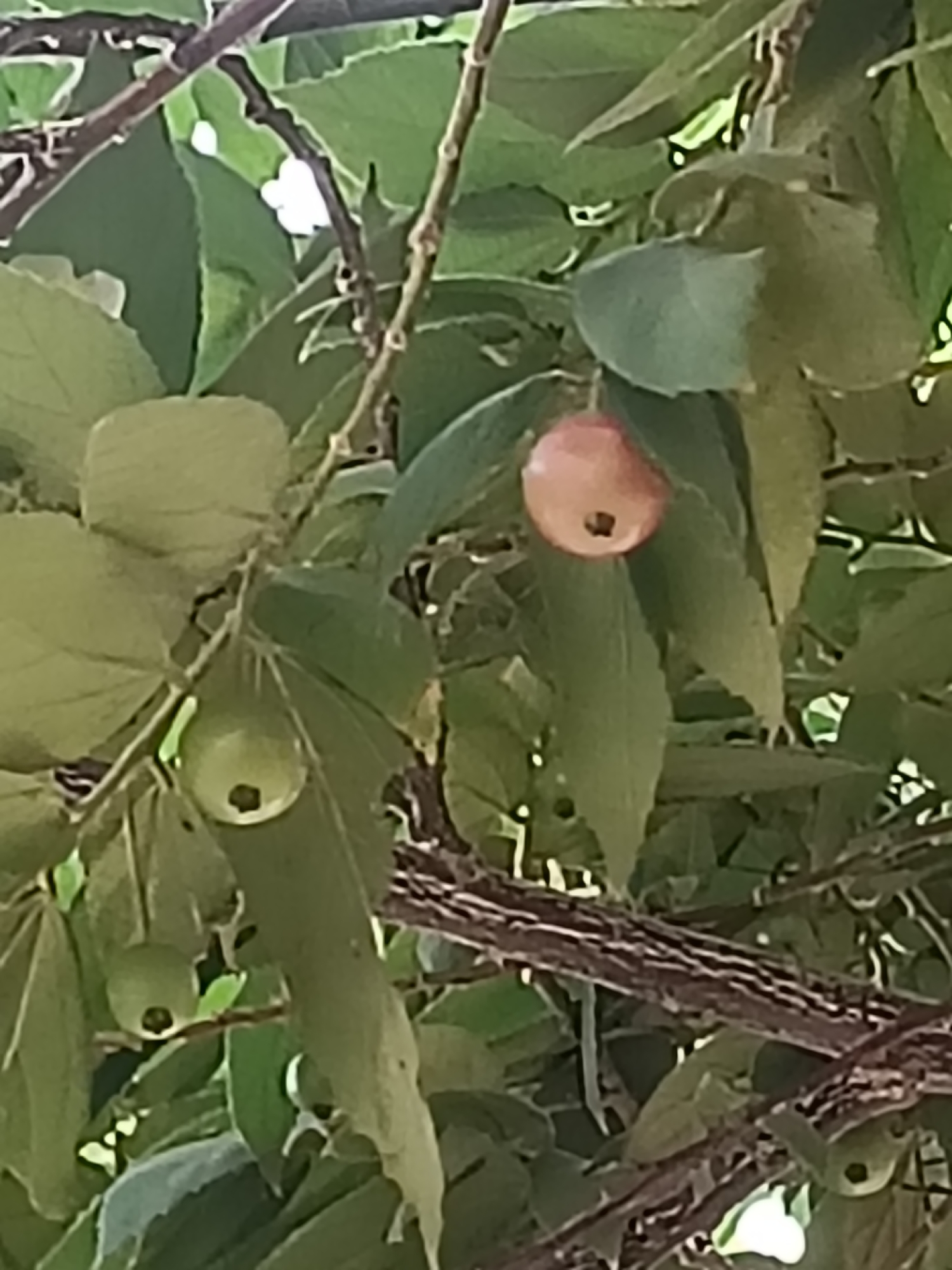 An outdoor, medium shot captures a close-up view of a tree branch laden with green and pinkish-orange fruits and lush green leaves. The fruits, some round and green, others more oval and tinged with pink, are clustered amongst the foliage. The branches exhibit a rough, textured bark. The scene is likely located in Kediri City, Indonesia, given the presence of tropical vegetation.