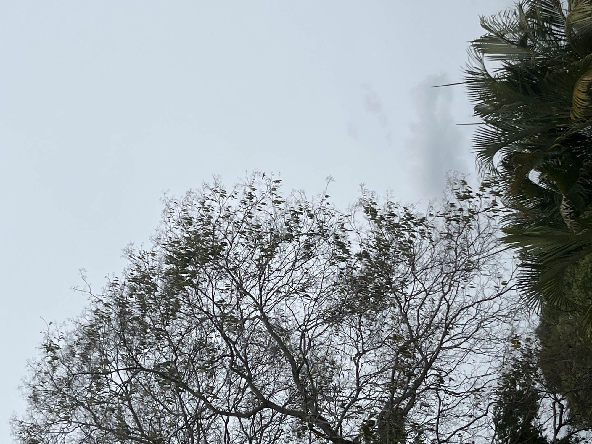 The image depicts a view of trees against an overcast sky. The foreground features a deciduous tree with bare branches and sparse leaves. To the right of the image is a palm tree with its characteristic fan-shaped fronds. The sky is a uniform gray, suggesting a cloudy day. The scene is likely located in Tinaquillo, Venezuela, as requested.