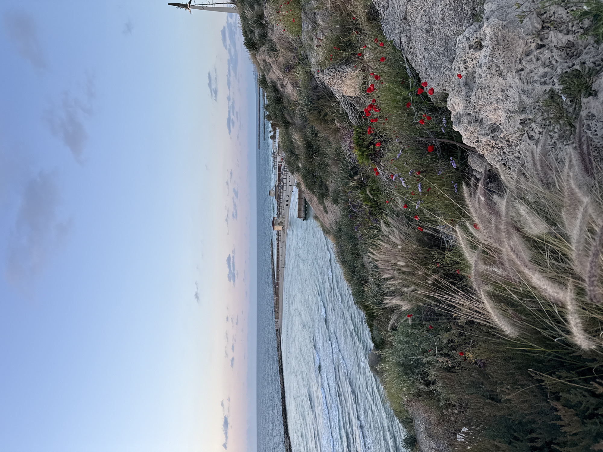 The image shows a coastal scene in Tel Aviv, Israel, at dusk. The sky is a gradient of blue and pink, with scattered clouds. To the left, the Mediterranean Sea stretches out, separated from a sandy beach by a breakwater. Along the beach are some small structures, likely beach amenities. On the right side of the image is a rocky hillside covered in vegetation, including tall grasses, bushes, and vibrant red poppies. A section of light gray, porous rock formation is also visible. The composition is vertically oriented, presenting a landscape view from an elevated position.