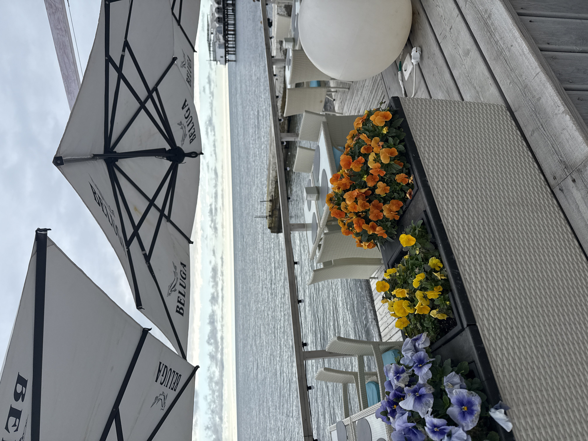 This image presents an outdoor dining or cafe area situated on a weathered grey wooden deck overlooking the sea in Sochi, Russia. In the immediate foreground, a long, light grey planter box with a woven texture contains three sections of flowering plants: purple and blue pansies on the left, yellow pansies in the center, and orange pansies on the right. Adjacent to the planter on the right, a large, matte white spherical outdoor light fixture rests on the deck, connected to a visible white electrical cord and plug.
Further into the scene, multiple empty dining tables, each with a grey placemat, are arranged with unoccupied light-colored wicker-style chairs featuring light blue seat cushions. A wooden railing, fitted with a string of small lights, defines the edge of the dining area, separating it from the water. The background reveals the grey, rippled surface of the sea extending under an overcast sky. In the far distance, a substantial pier supports a multi-level white building. Above the dining area, several large, square-shaped white outdoor umbrellas are partially visible, each printed with the black text "BELUGA" and a stylized fish logo, likely a sturgeon. No individuals are present in the scene.