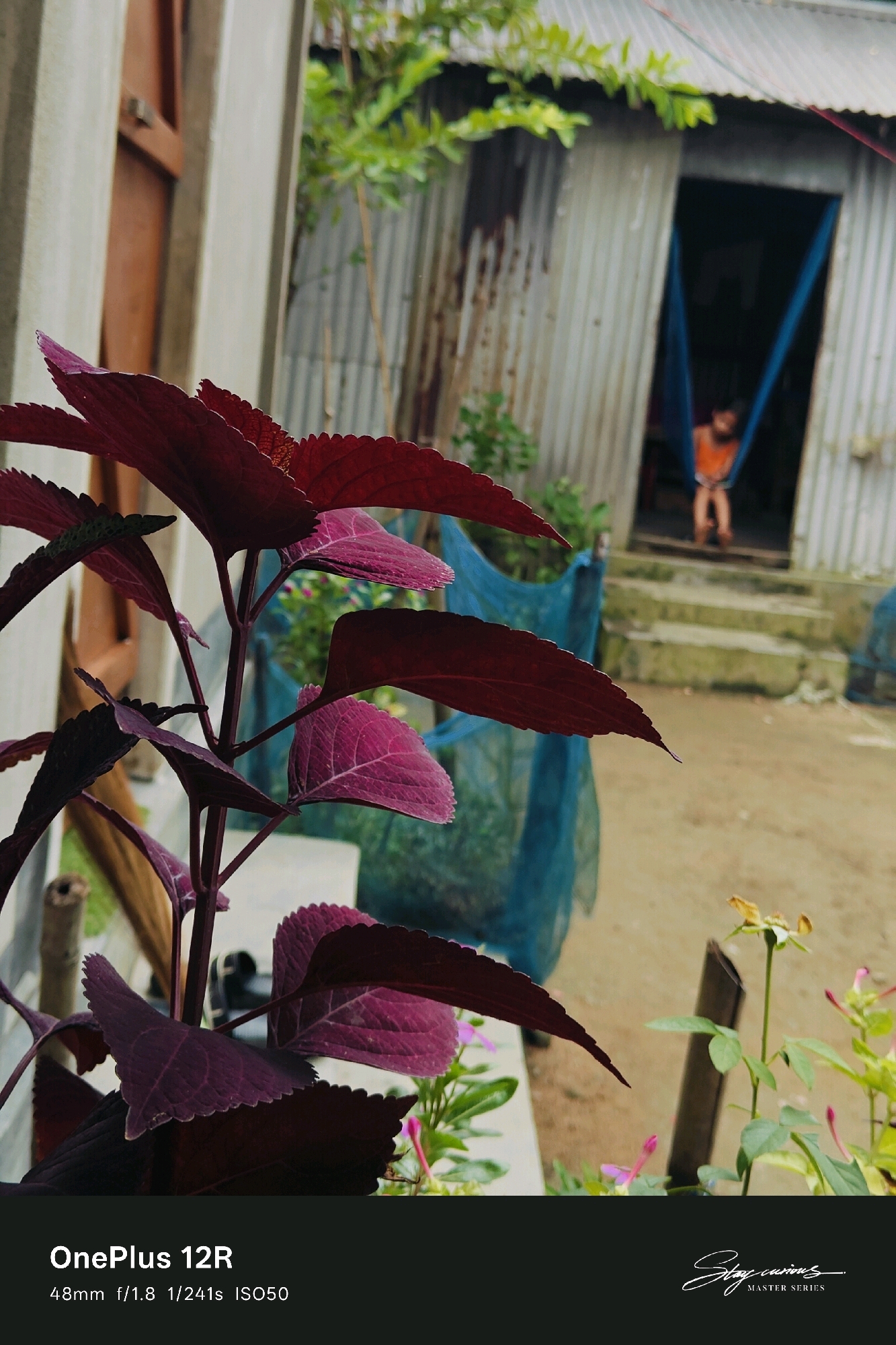 In Pipulbari Pt.IV, India, a close-up photograph showcases a stem of dark red-leaved plants with serrated edges in the foreground, positioned to the left and center. The background is blurred, revealing a corrugated metal structure, possibly a dwelling or shed, with an open doorway. Inside the doorway, a child wearing an orange t-shirt is visible, sitting in a blue hammock. To the right of the structure, a small yellow flower with green stems and buds is in focus. The lower portion of the image displays text indicating camera settings: "OnePlus 12R", "48mm f/1.8 1/241s ISO50", and a watermark that reads "Stay curious MASTER SERIES". The overall scene depicts a residential outdoor environment with a focus on the foreground plant life and a glimpse of daily life in the background.