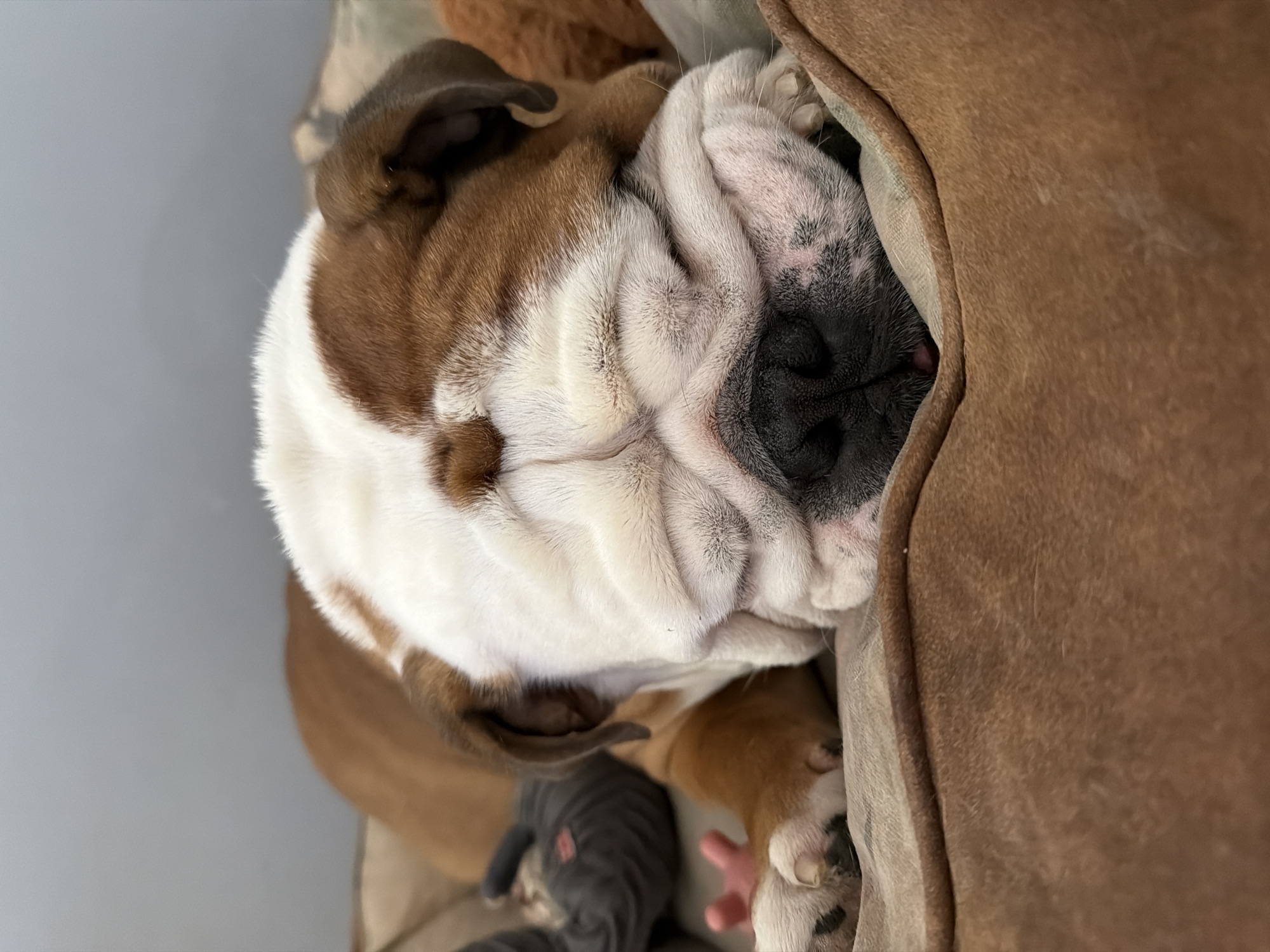 A close-up, high-angle shot shows a sleeping bulldog partially tucked into a brown dog bed. The dog has a white and brown coat, with a heavily wrinkled face and a black nose. The background is a light gray wall. There is no evidence to indicate the location is Sofia, Bulgaria.