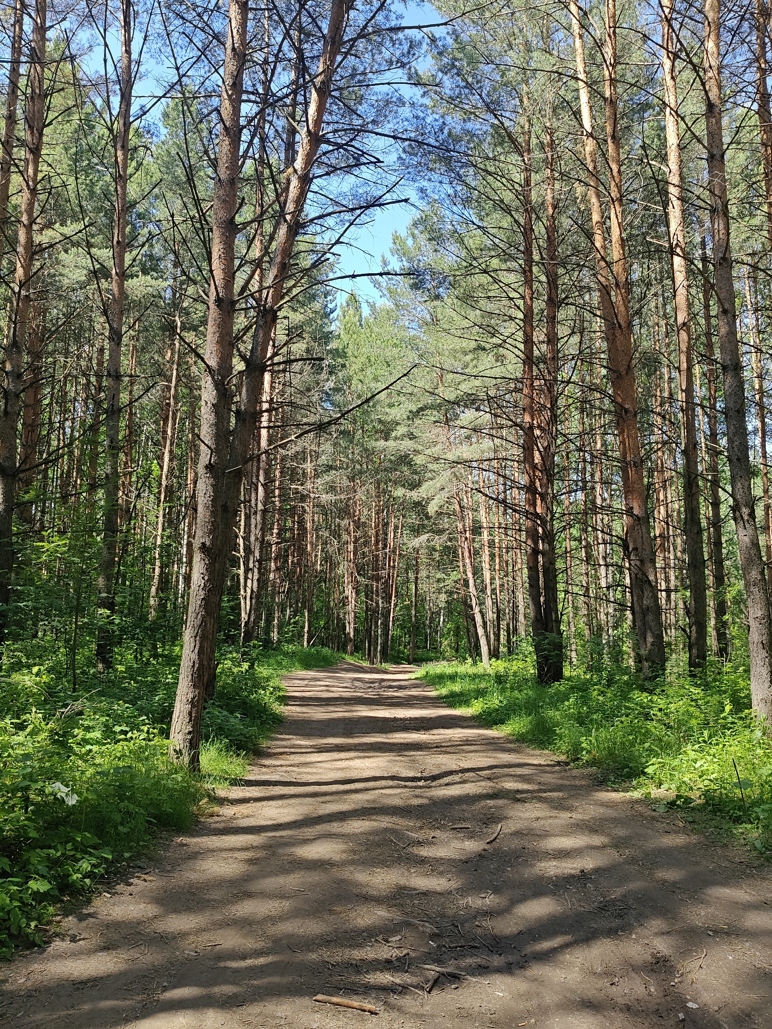 The image displays a straight, unpaved dirt path receding into a dense pine forest under a clear blue sky, indicative of the Chaikovsky, Russia region. The path, light brown in color, is littered with small twigs and debris, showing dappled sunlight and shadow patterns across its surface. Tall, slender pine trees with reddish-brown trunks and sparse lower branches line both sides of the path, forming a thick, verdant canopy overhead. Lush green undergrowth, comprising various leafy plants and some grassy patches, covers the forest floor adjacent to the path. No individuals, animals, or artificial structures are visible in the scene. The lighting suggests a bright, sunny day.