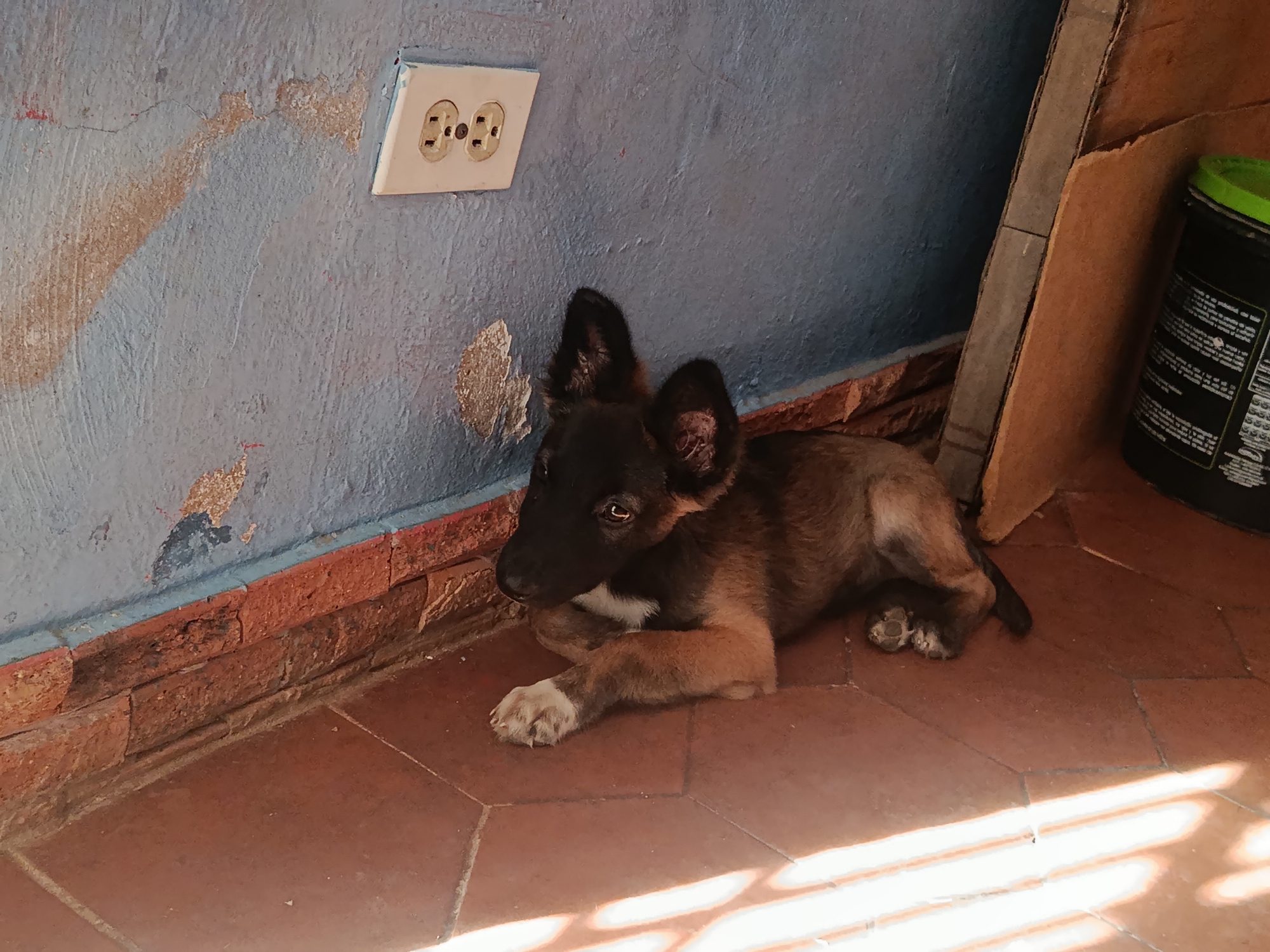 The image depicts an interior or semi-enclosed space in Juan Griego, Venezuela, featuring a young canid resting on a tiled floor.
The primary subject is a small canid, exhibiting characteristics of a puppy, lying on its ventral side. Its fur coloration is predominantly dark brown/black on the head and dorsal regions, transitioning to a lighter reddish-brown/tan on the limbs and ventral chest. A distinct white patch is visible on its chest, and its front left paw displays white markings. The canid's head is oriented towards the left, with its eyes directed forward. Its ears are erect and pointed.
The background consists of a vertical wall, painted in a faded, light blue color. The paint shows significant signs of wear, including peeling, chipping, and cracks, exposing lighter underlying material and areas of reddish or brownish discoloration. An off-white electrical outlet, featuring two standard receptacle slots, is mounted on this wall in the upper left quadrant of the frame. Below the painted wall, a course of reddish-brown bricks forms the lower section of the wall structure.
The floor is composed of square, reddish-brown tiles with visible grout lines, suggesting a terracotta or similar ceramic material.
To the right of the canid, a narrow, vertical piece of corrugated cardboard or similar material is propped against the wall. Further right, a larger, brown, irregularly shaped panel, possibly cardboard or fiberboard, leans against the wall. In the lower right corner, a portion of a black cylindrical container with a bright green lid is visible. Inscriptions are present on the container's side but are illegible.
Natural light, likely sunlight, enters from the right side of the frame, casting distinct, parallel diagonal shadows across the tiled floor in the lower right quadrant. The canid is well-illuminated, with highlights visible on its fur. The overall scene conveys a utilitarian or informal environment, characterized by weathered architectural elements and functional objects.