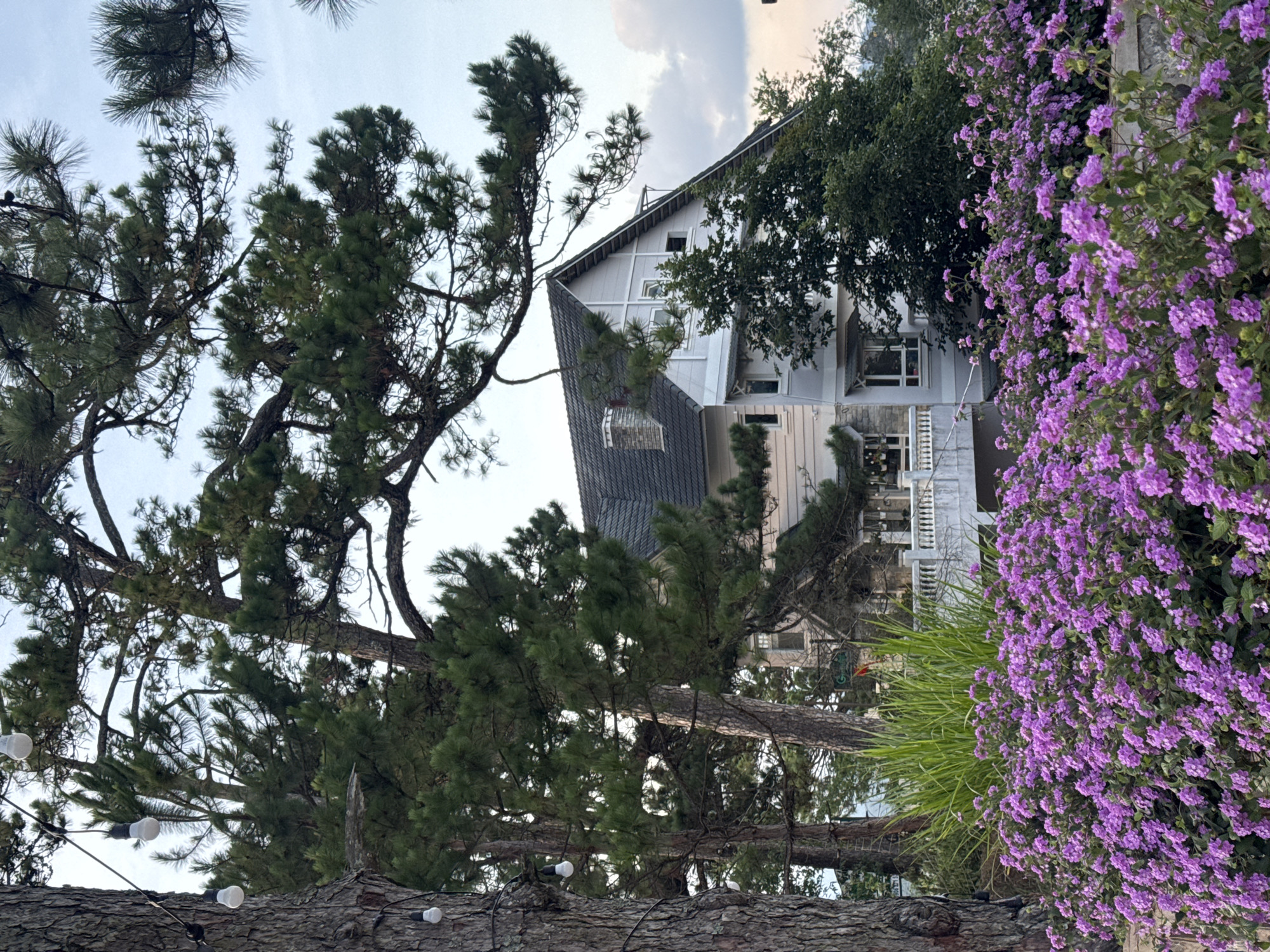 The image captures a multi-story house partially concealed by a dense arrangement of trees and flowering shrubs, set in Xuân Trường - Đà Lạt, Vietnam. The sky above is a pale blue with scattered white clouds, indicating daylight.
In the foreground, a vibrant mass of small purple flowers forms a dense bush, occupying the lower third of the frame. Immediately behind these flowers, to the left, is a thick, textured tree trunk, likely a pine, adorned with a string of white, globe-shaped outdoor lights wrapped around it. Further back, and extending across much of the upper and middle sections of the image, are numerous large pine trees with dark green needle-like foliage and substantial branches, several of which curve downwards into the frame.
The house, visible through and behind the trees, features a prominent dark gray, steeply pitched tiled roof with multiple eaves and dormers. A light-colored chimney with a cap is present on the left side of the roof. The exterior walls are predominantly light gray or off-white, with visible siding and multiple windows of varying sizes. A white balustrade or railing is discernible in front of a lower section of the house, suggesting a balcony or terrace area. A sign with partial text, beginning with "G-", and a small red flag are faintly visible beyond the balustrade, nestled among the greenery. No people are visible in the scene.